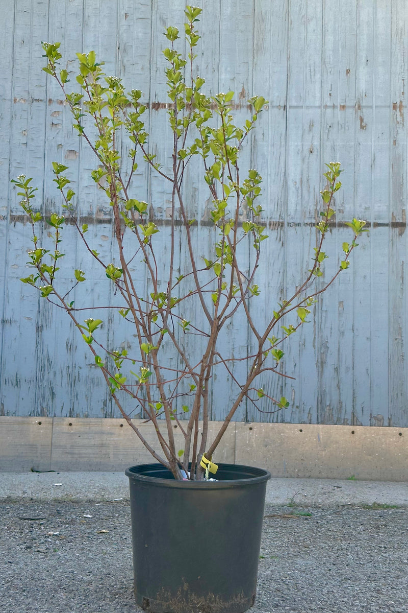 The Aronia melanocarpa elata shrub the end of April just starting to leaf out and bloom for the season in a #3 growers pot