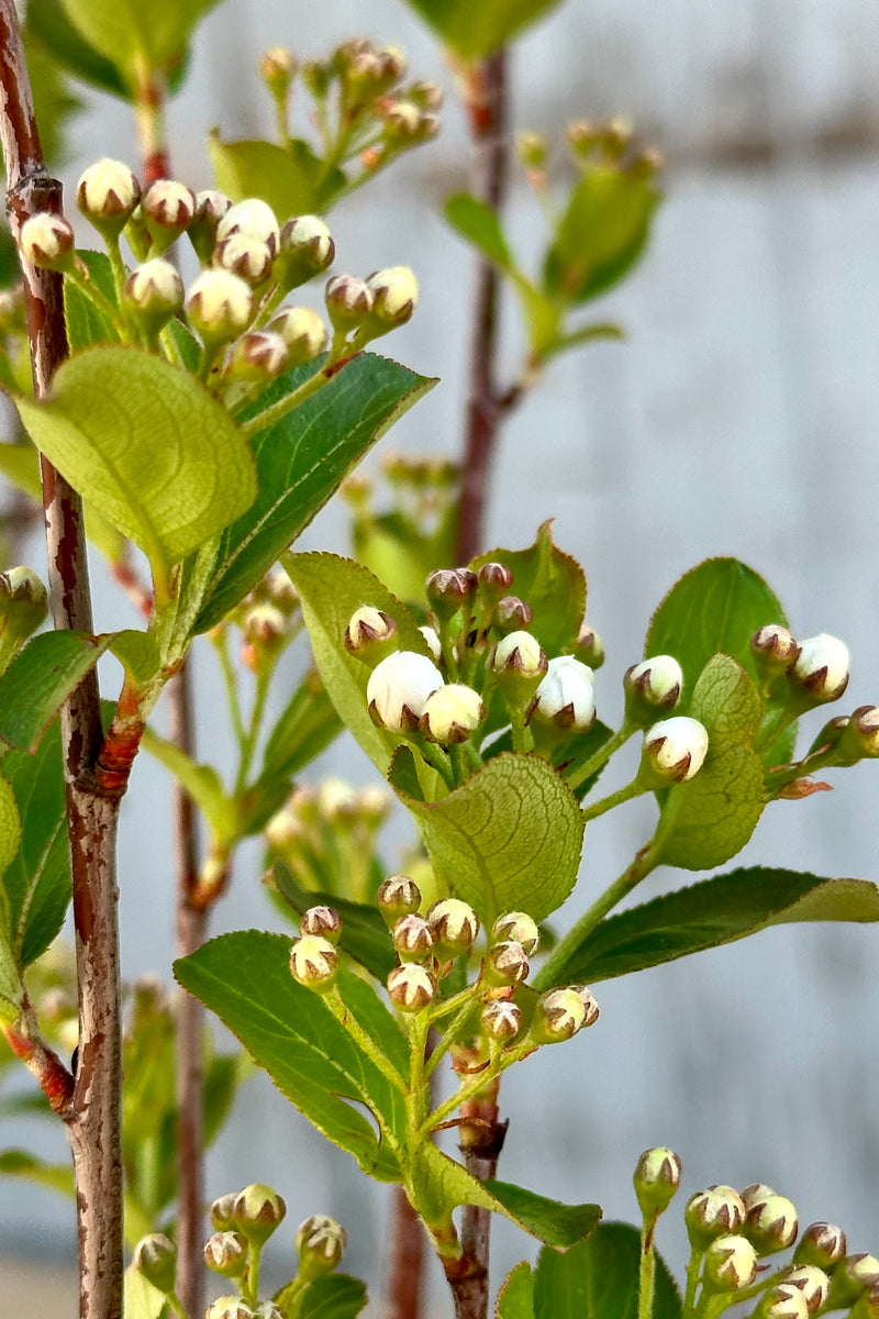 Detail of the leaves and buds on the Aronia melanocarpa elata the end of April at Sprout Home