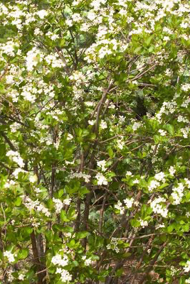 Mature black chokeberry Tree in bloom with white flowers and green leaves ©Bailey Nurseries