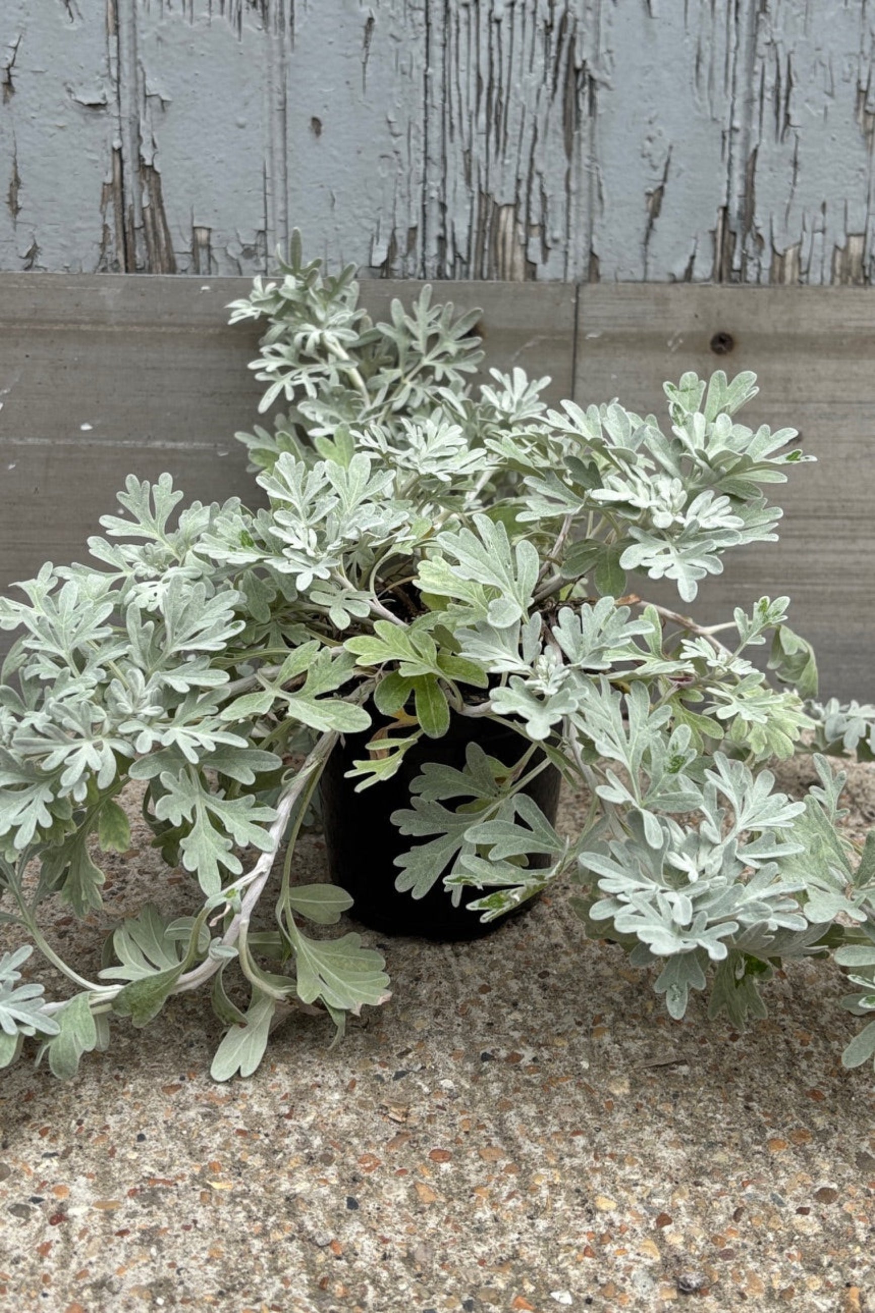 Trailing plant with feathery, silver, green foliage against a grey wall ©Sprout Home