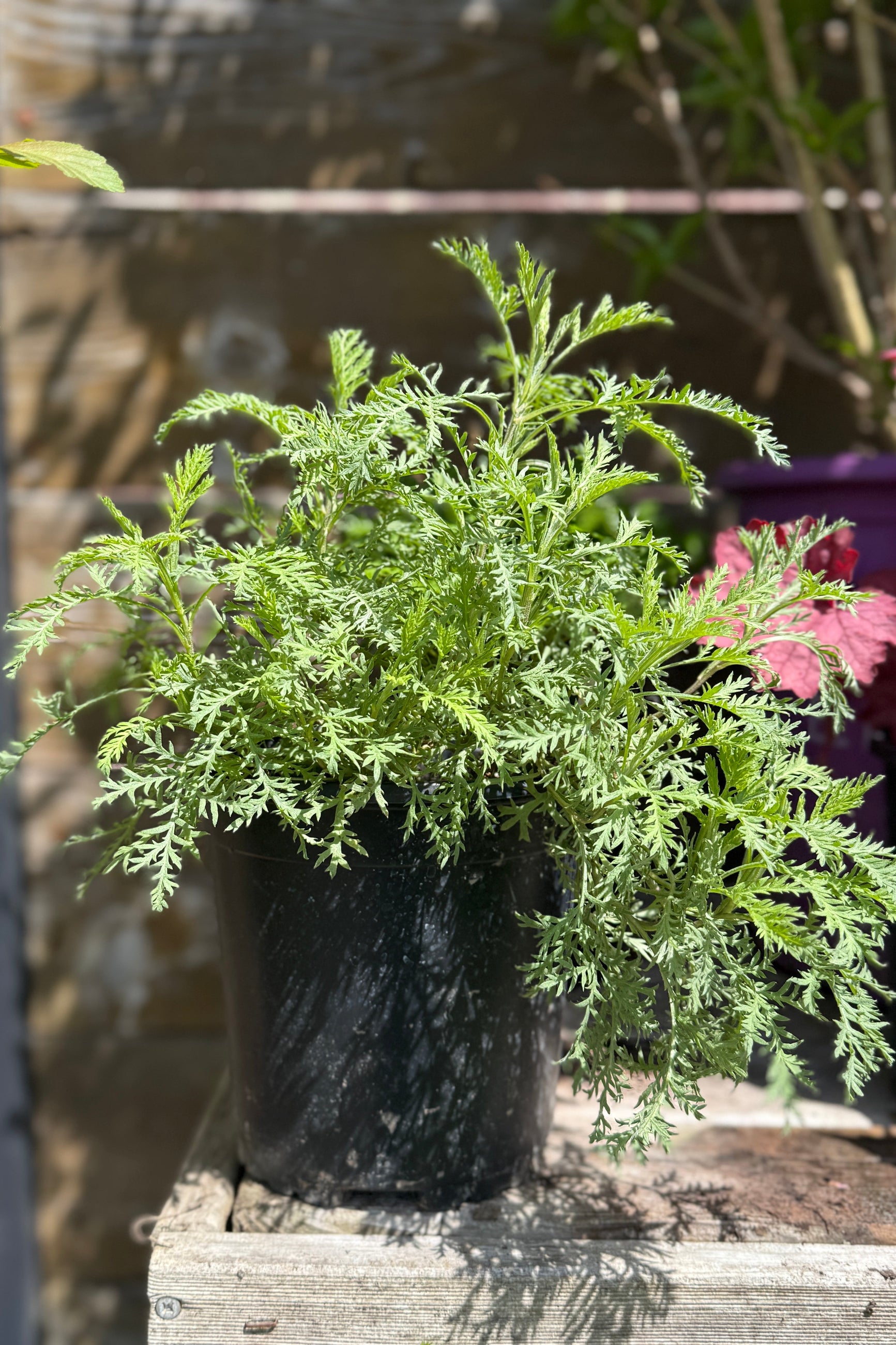 Artemisia 'SunFern' in a #1 growers pot the beginning of May whites fluffy textural leaves ©Sprout Home