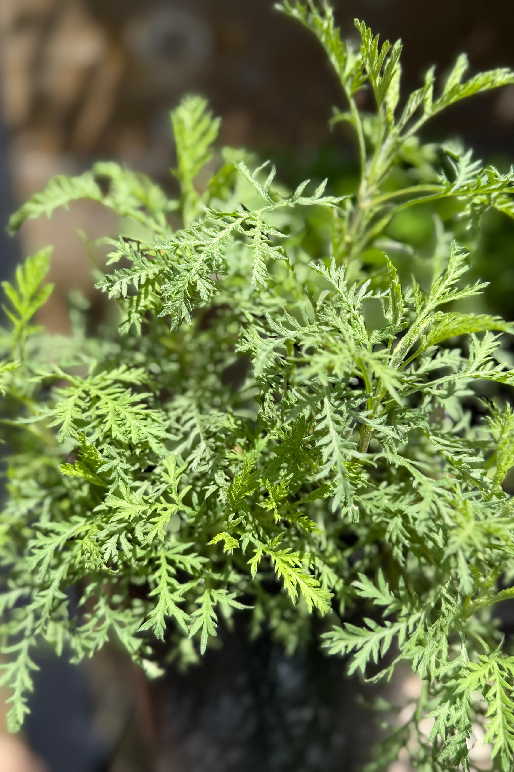 Artemisia 'SunFern' the beginning of May whites fluffy textural leaves up close ©Sprout Home
