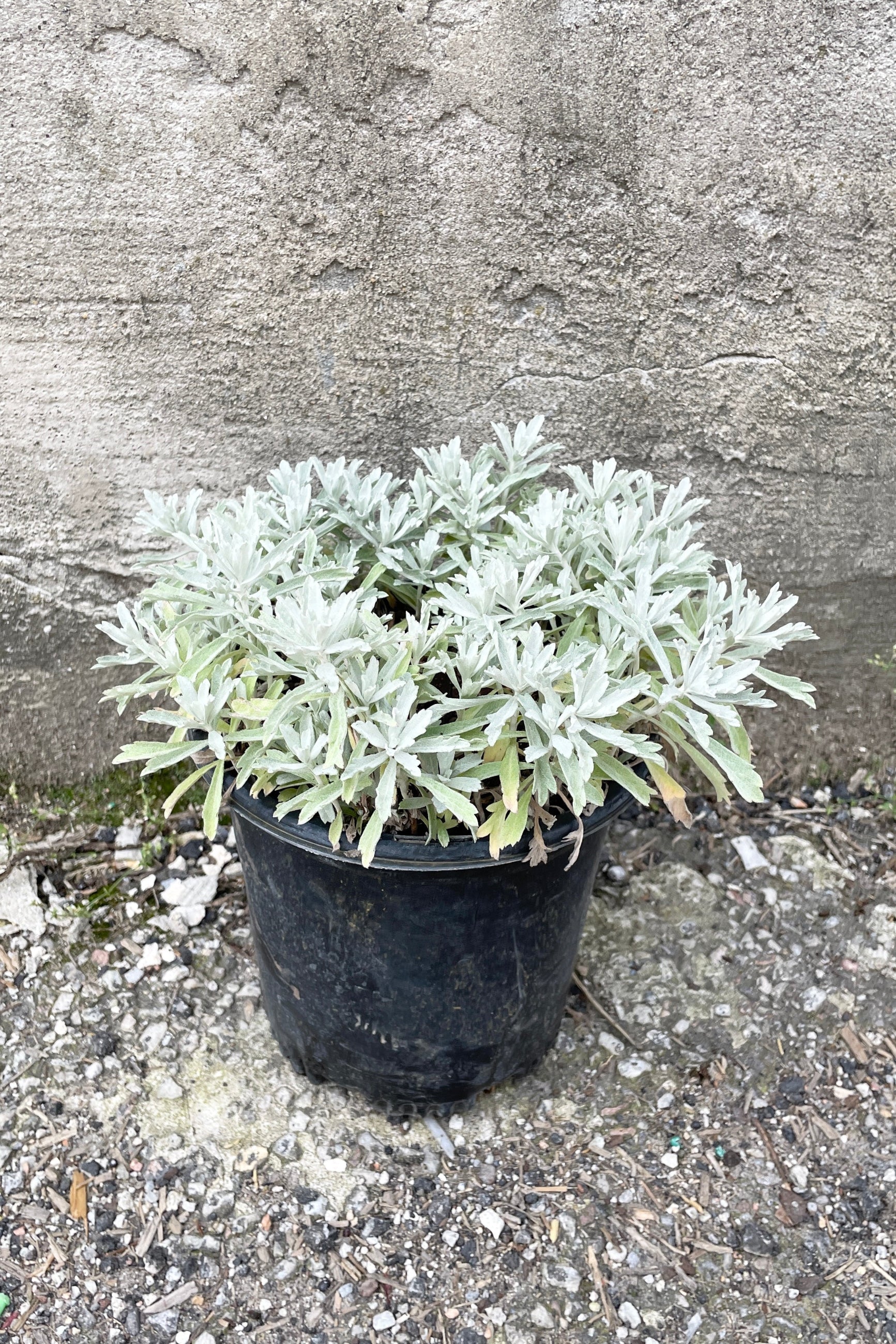 Artemisia 'Garden Ghost' in a #1 growers pot the end of May with its white grey leaves starting to fill out out over the container. ©Sprout Home