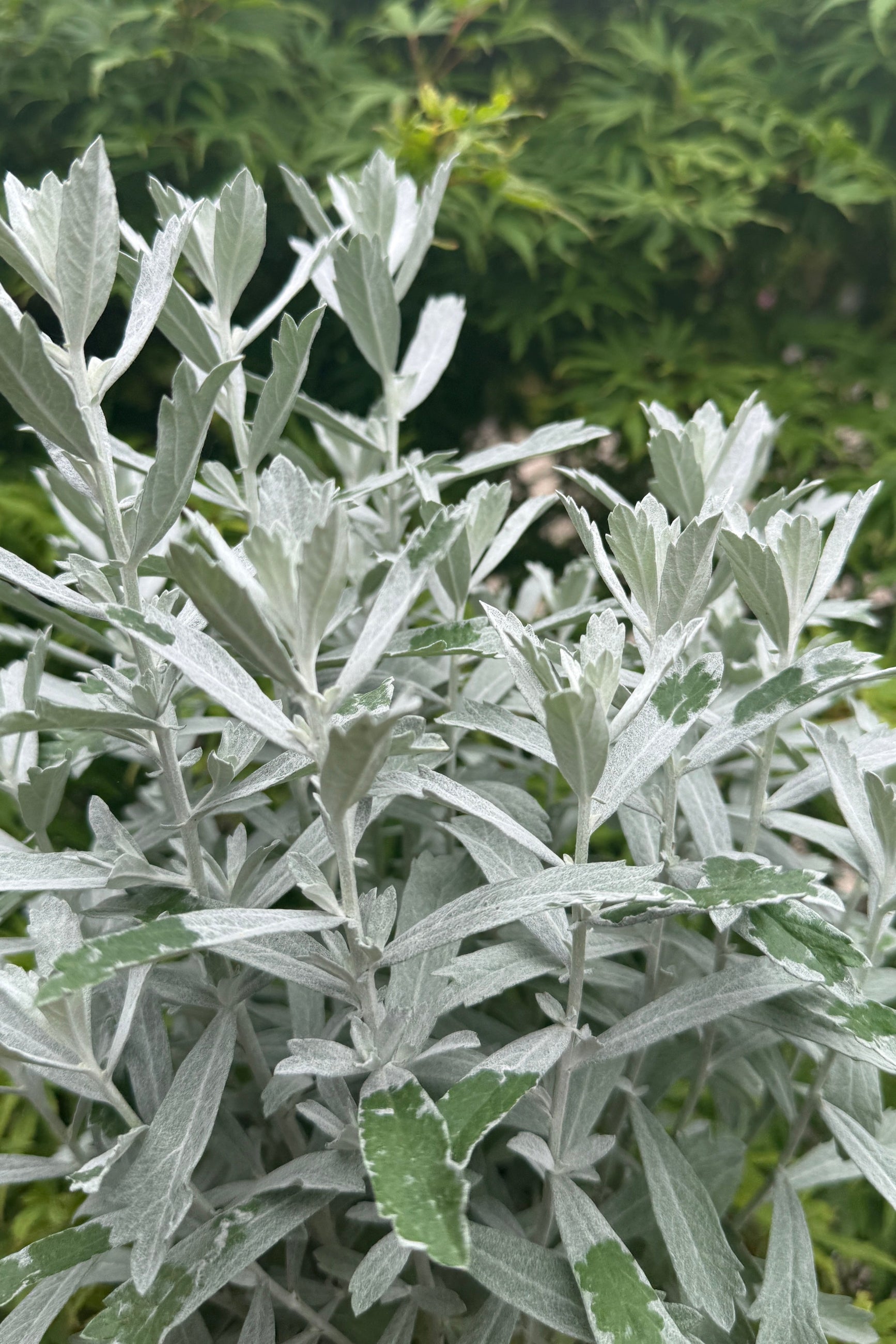 Artemisia 'Garden Ghost' mid June showing off its silver white foliage up close ©Sprout Home