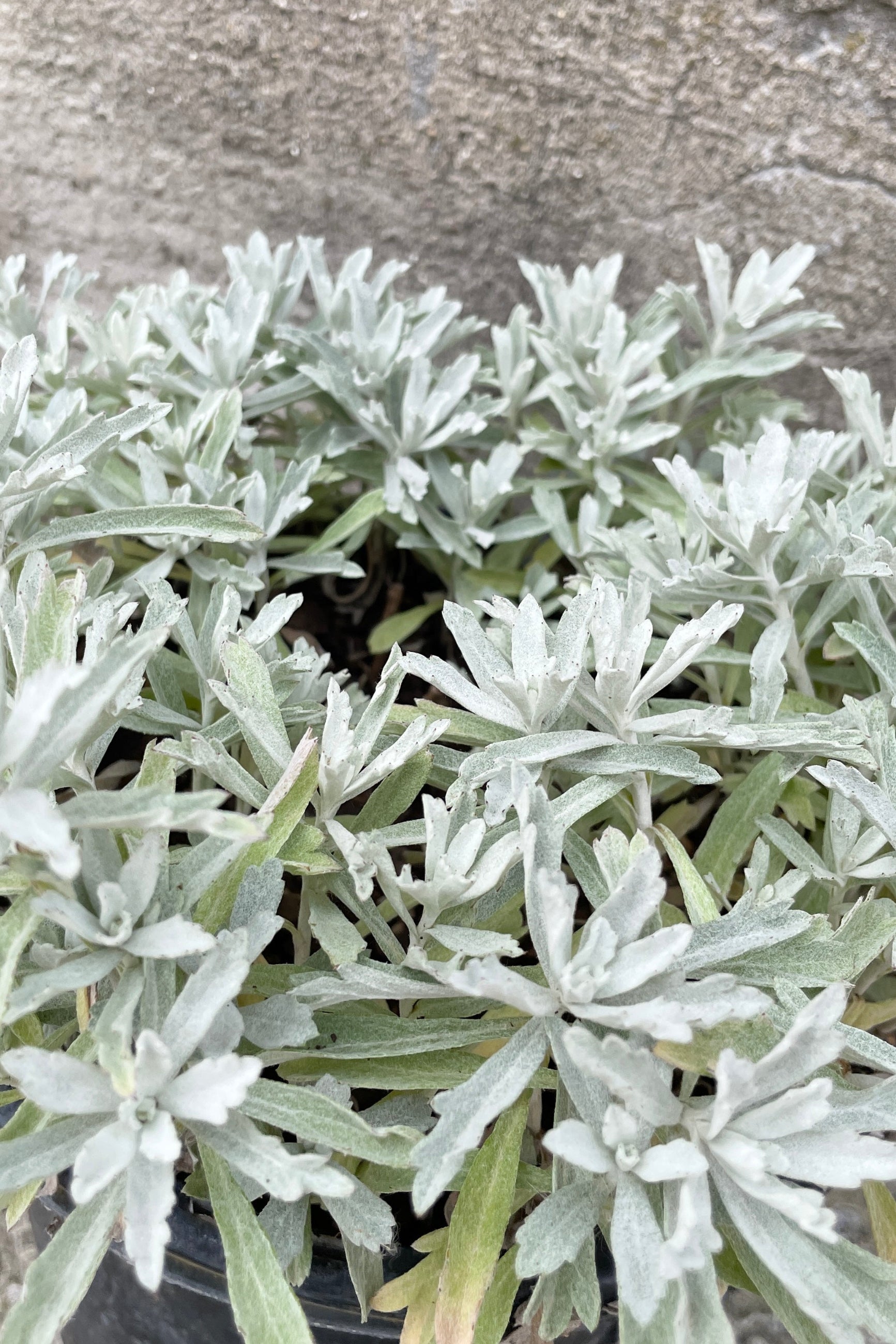 Artemisia 'Garden Ghost' up close showing the white grey fuzzy textural leaves the end of May at Sprout Home. ©Sprout Home
