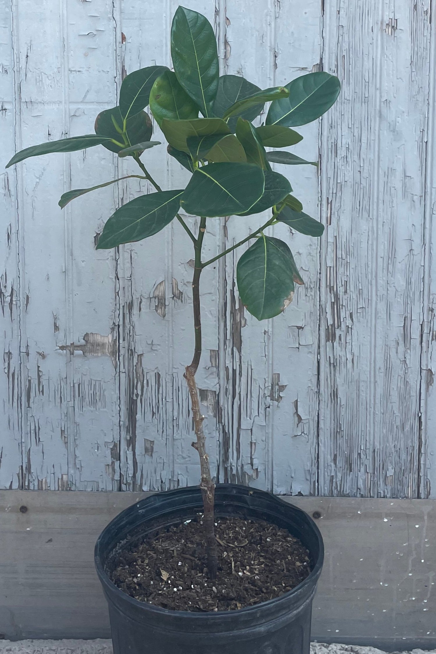 Photo of a tree with large green leaves in a black pot in front of a gray wall. The tree is an Artocarpus or Jackfruit Tree. A tropical fruit tree. ©Sprout Home