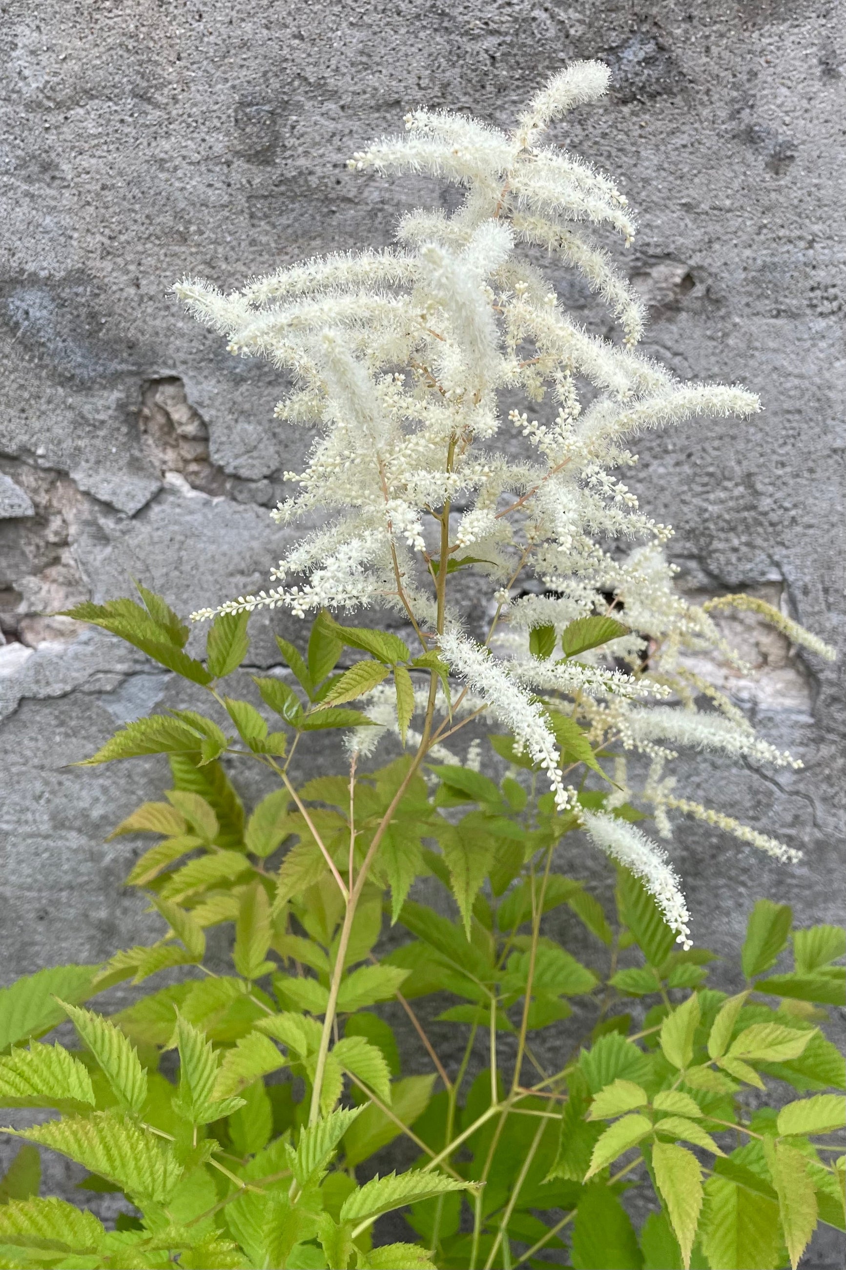 Aruncus diocese in bloom with its white flowers above the astilbe like foliage the middle of June. ©Sprout Home