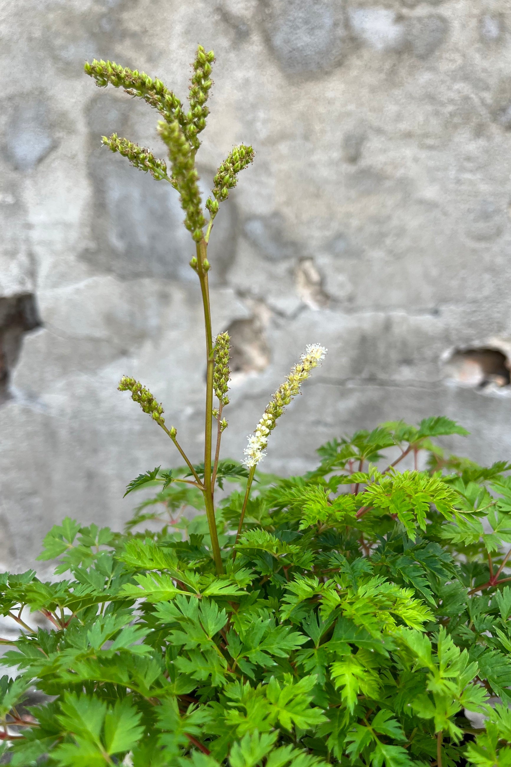Aruncus 'Noble Spirits' in bud and starting to bloom beginning of July. ©Sprout Home