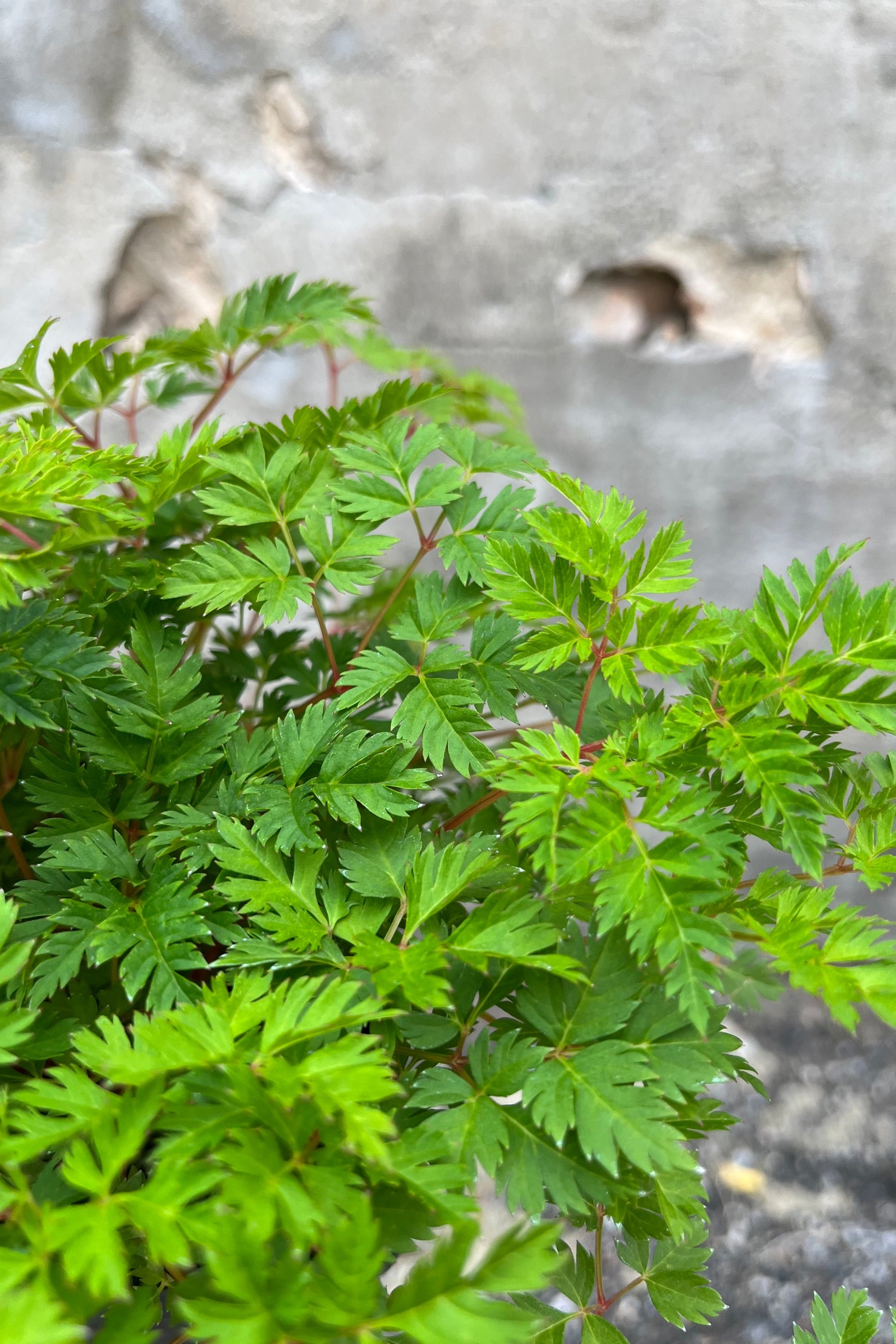 Aruncus 'Noble Spirit' serrated leaves up close the beginning of July. ©Sprout Home