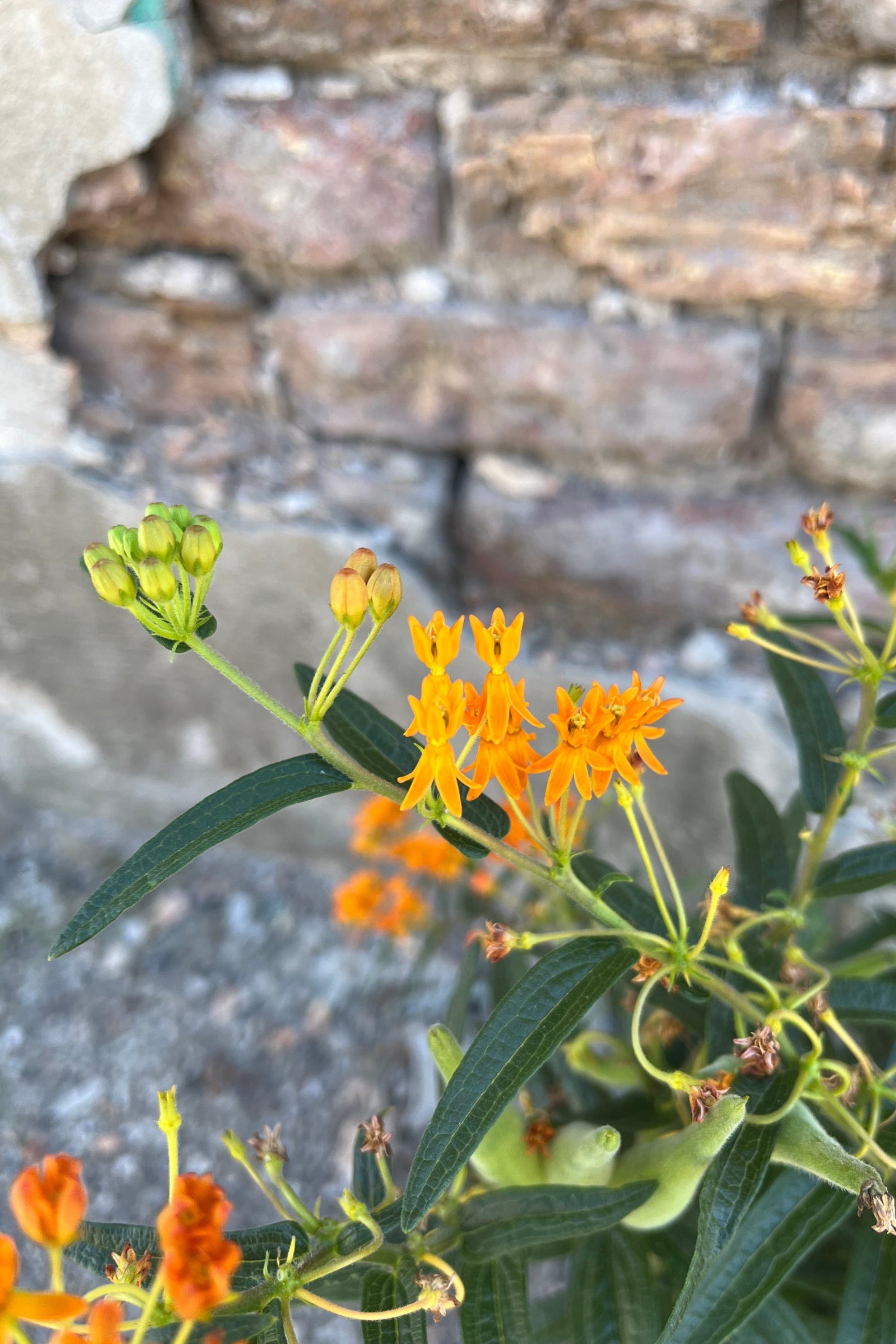 The bright orange flowers of butterfly weed in mid August ©Sprout Home