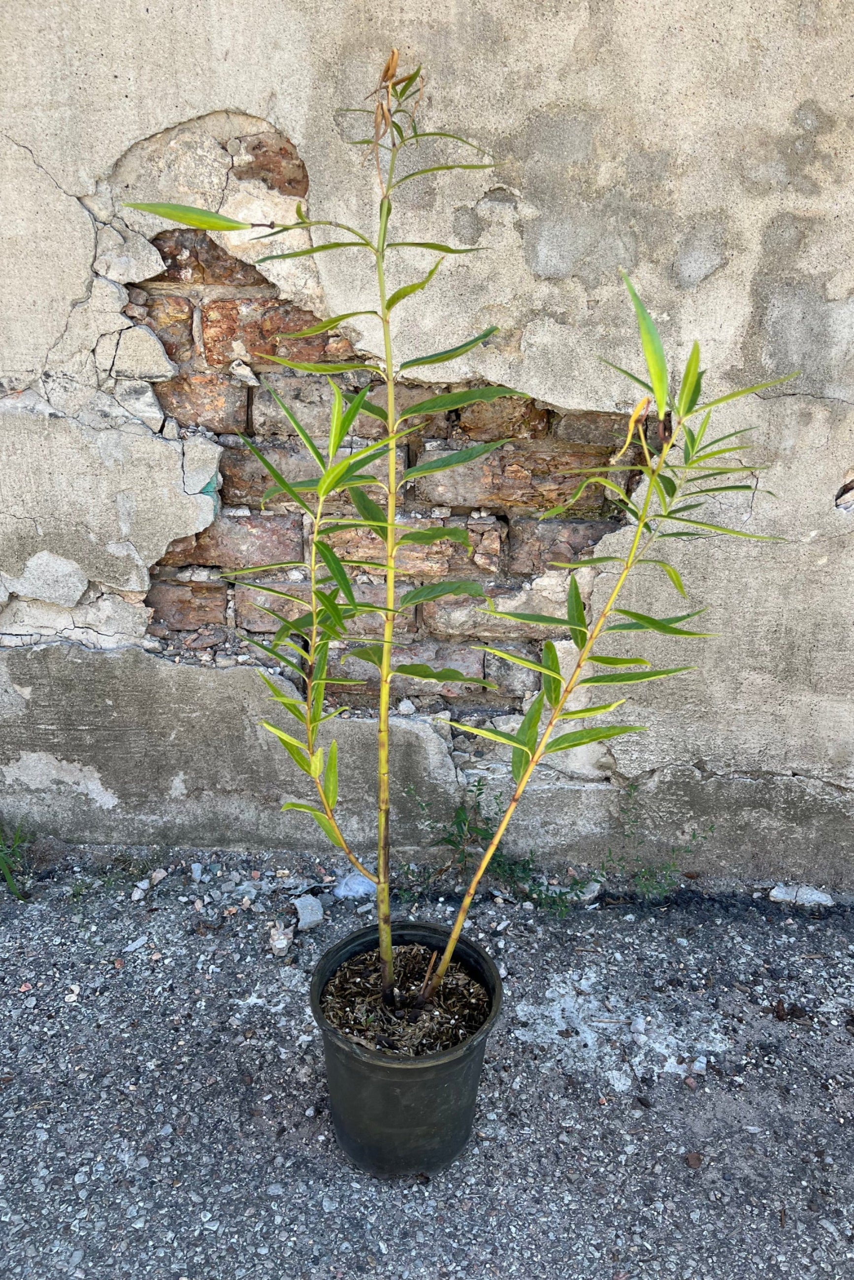 Asclepius 'Cinderella' perennial mid-August at Sprout Home. ©Sprout Home
