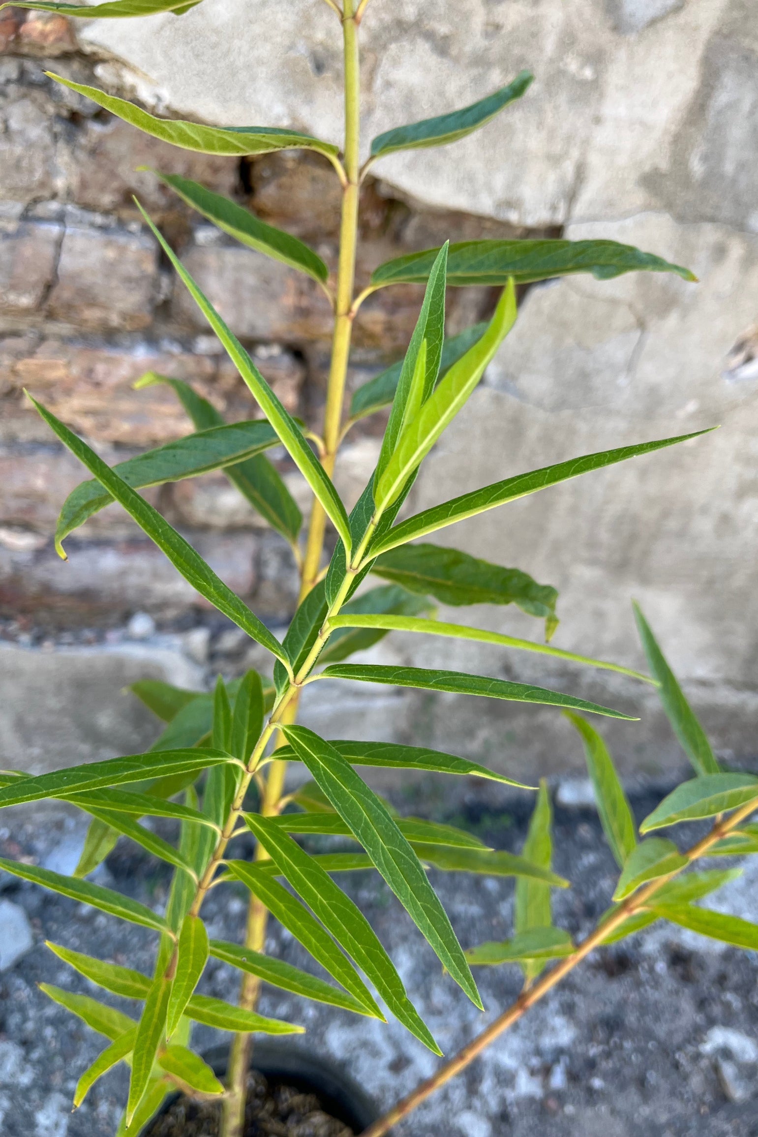 detail image of Asclepius 'Cinderella' perennial mid Augsut at Sprout Home ©Sprout Home