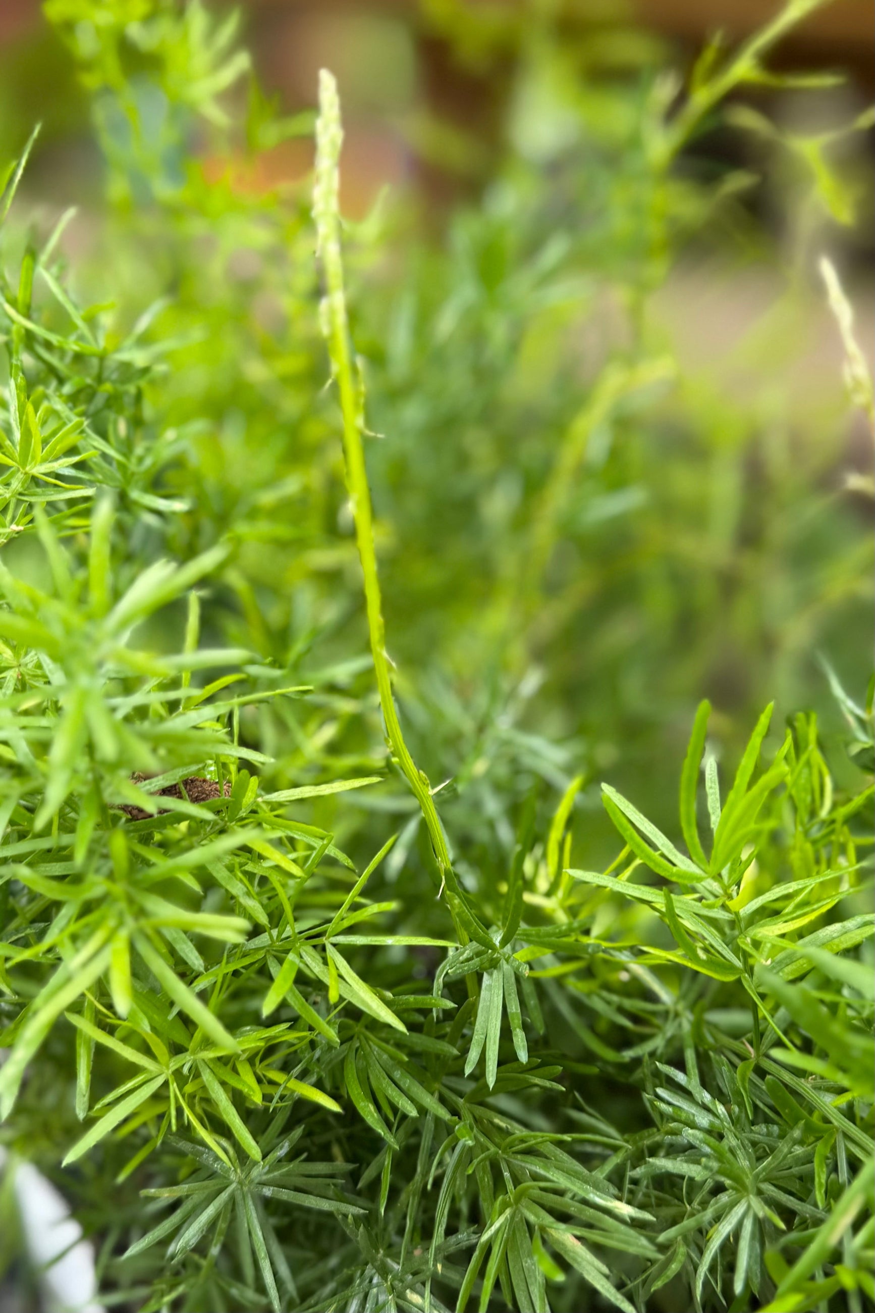 Sprengeri Asparagus fern up close with its green leaves in May ©Sprout Home