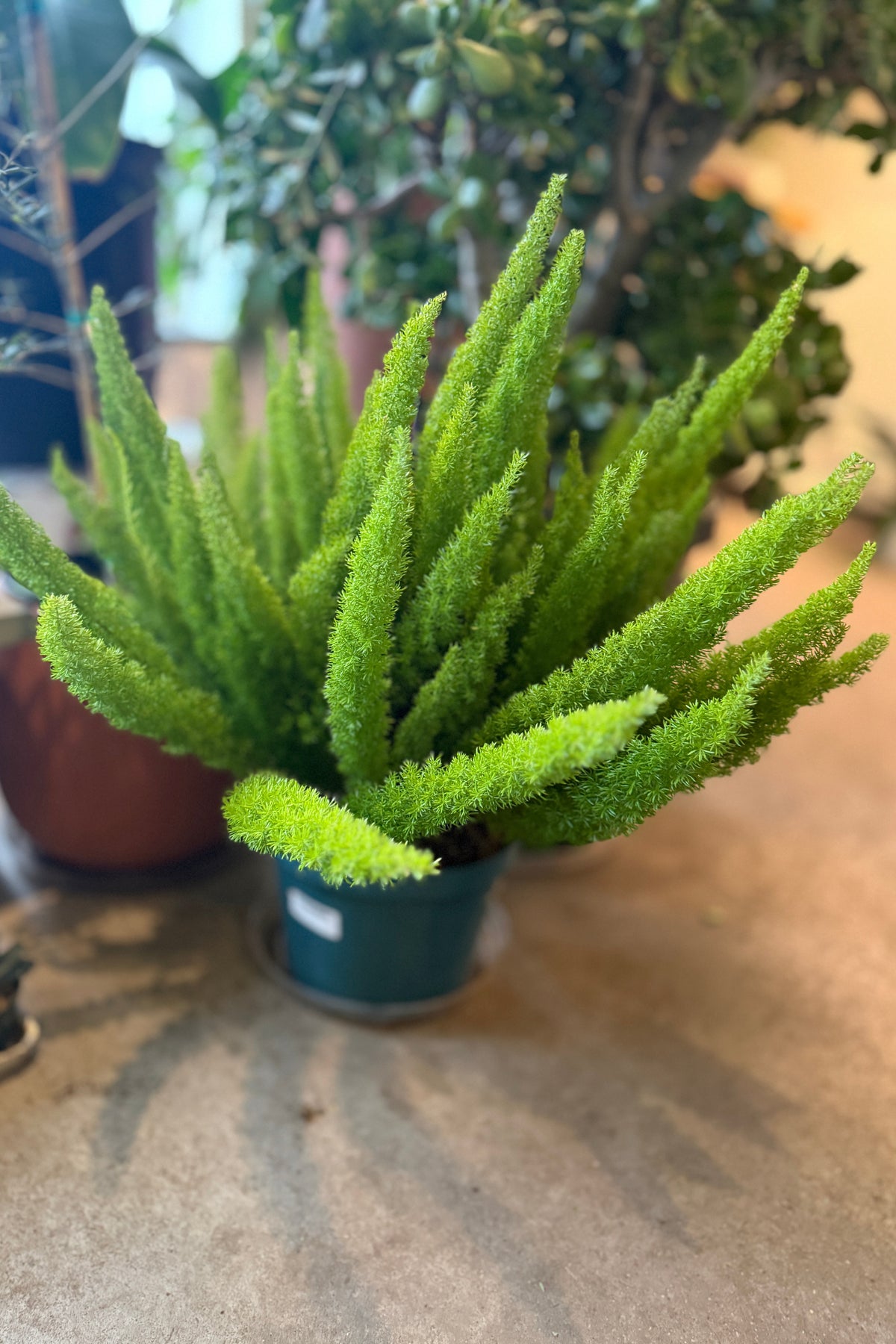 A bright green, dense sAsparagus densiflorus 'Myersii' 10" photographed at Sprout Home with other potted plants blurred in the background. ©Sprout Home