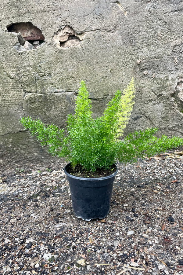 Asparagus Myersii plant in a black pot against a cement wall.