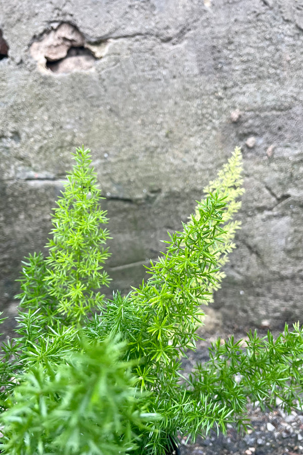 Fuzzy green foliage of Asparagus 'Myersii' against a cement wall.