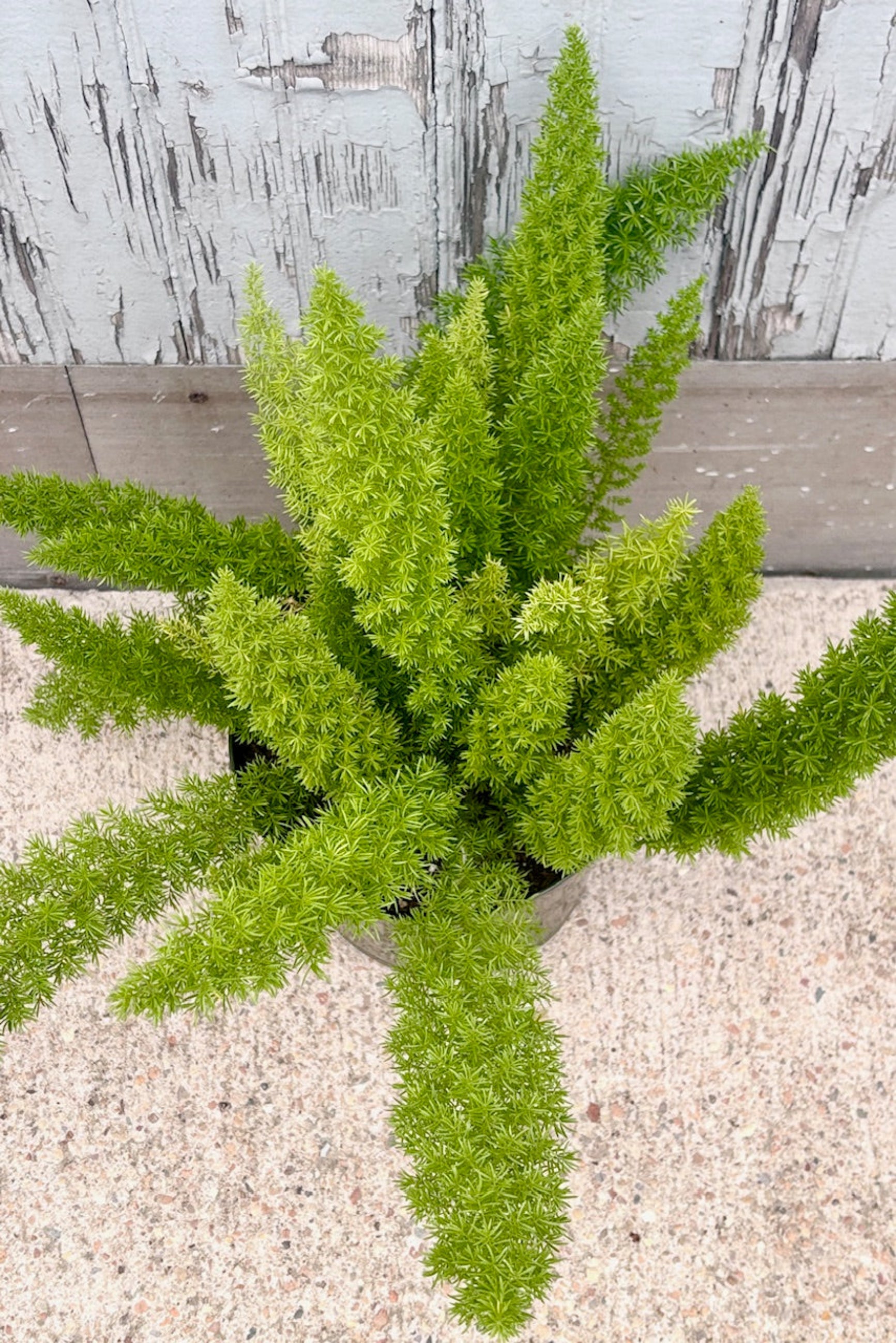 Overhead view of Asparagus densiflorus 'Myersii' against a grey wall ©Sprout Home