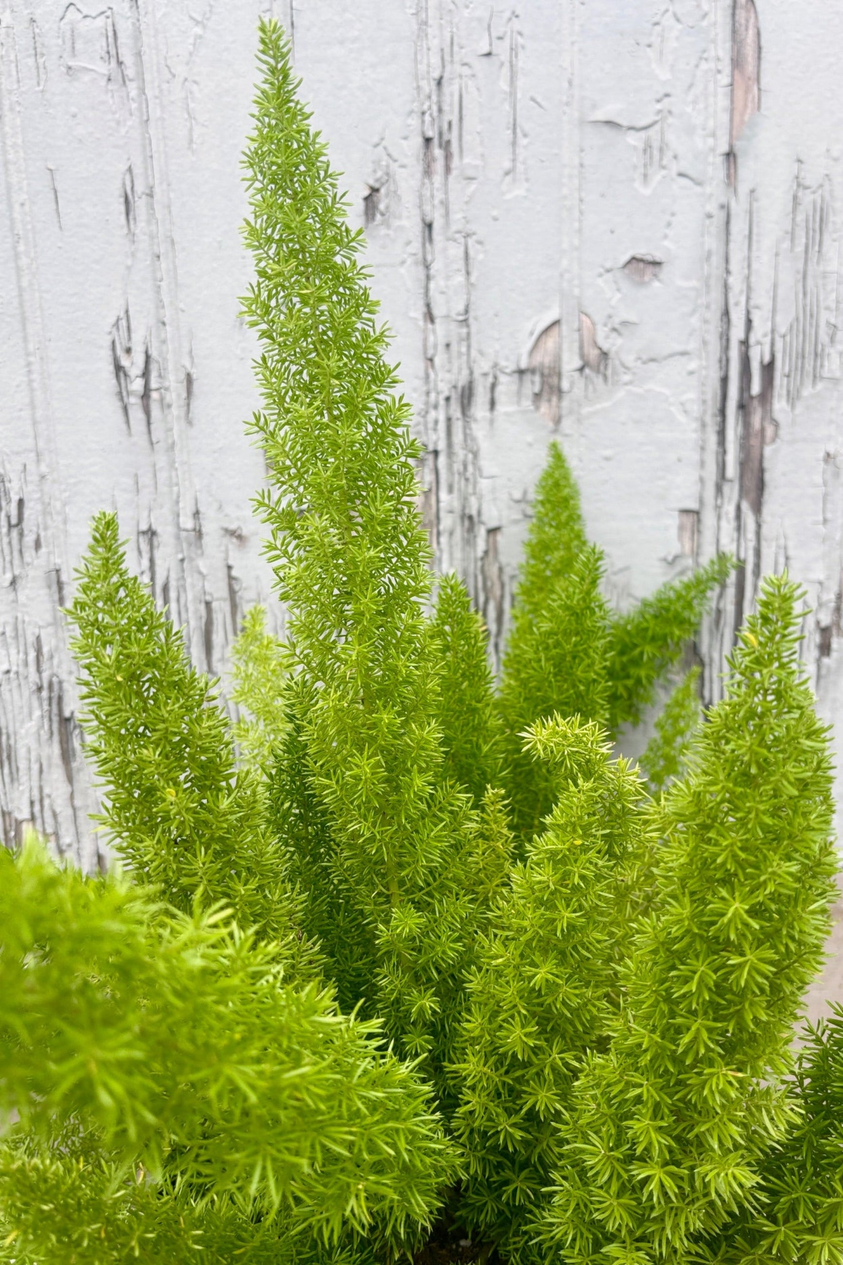 Close up of Asparagus densiflorus 'Myersii' against a grey wall ©Sprout Home