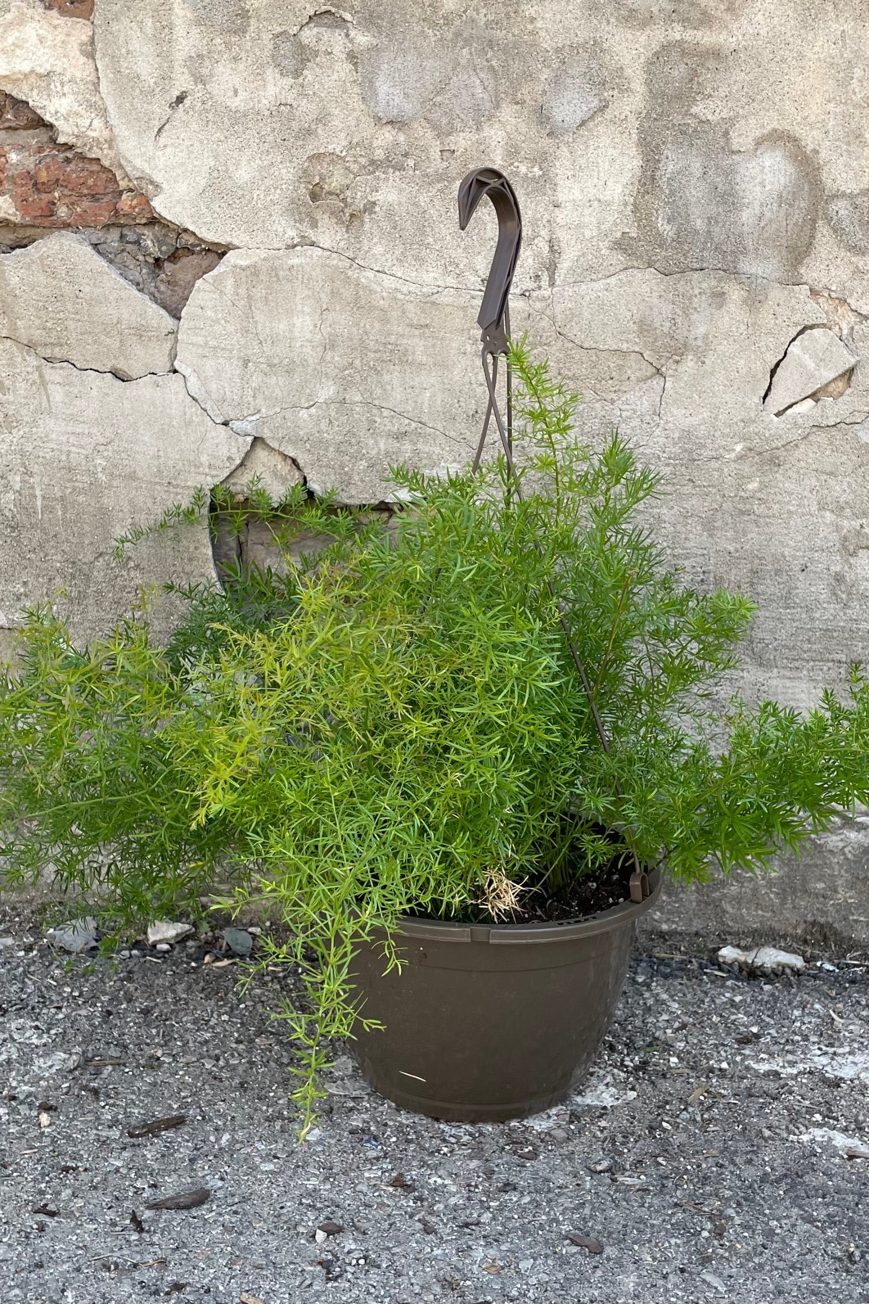 A full view of Asparagus aethiopicus 'Sprengeri' HB 10" in hanging pot against concrete backdrop ©Sprout Home