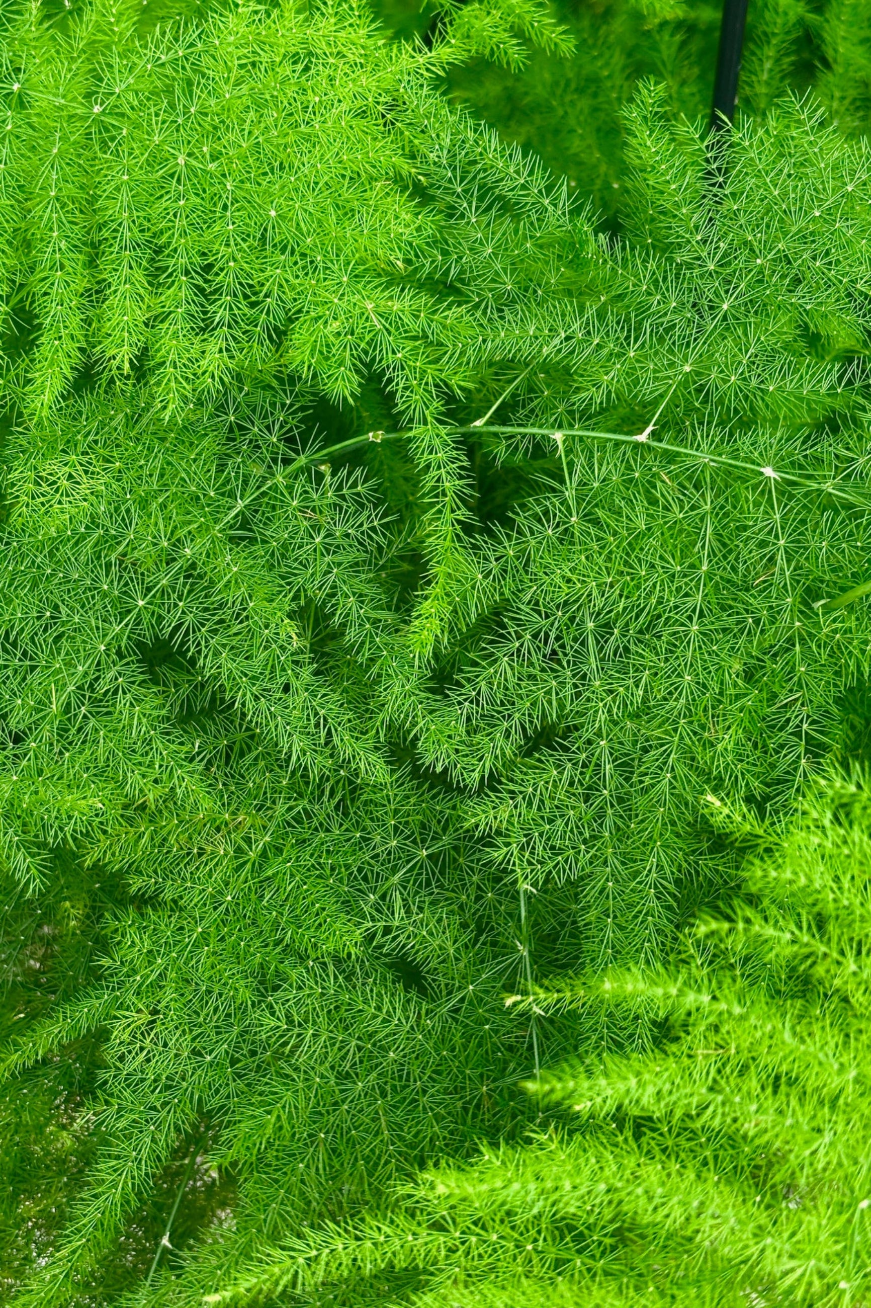 Close up of Asparagus Plumosa Fern leaf fronds in a hanging pot displayed against a grey wall ©Sprout Home