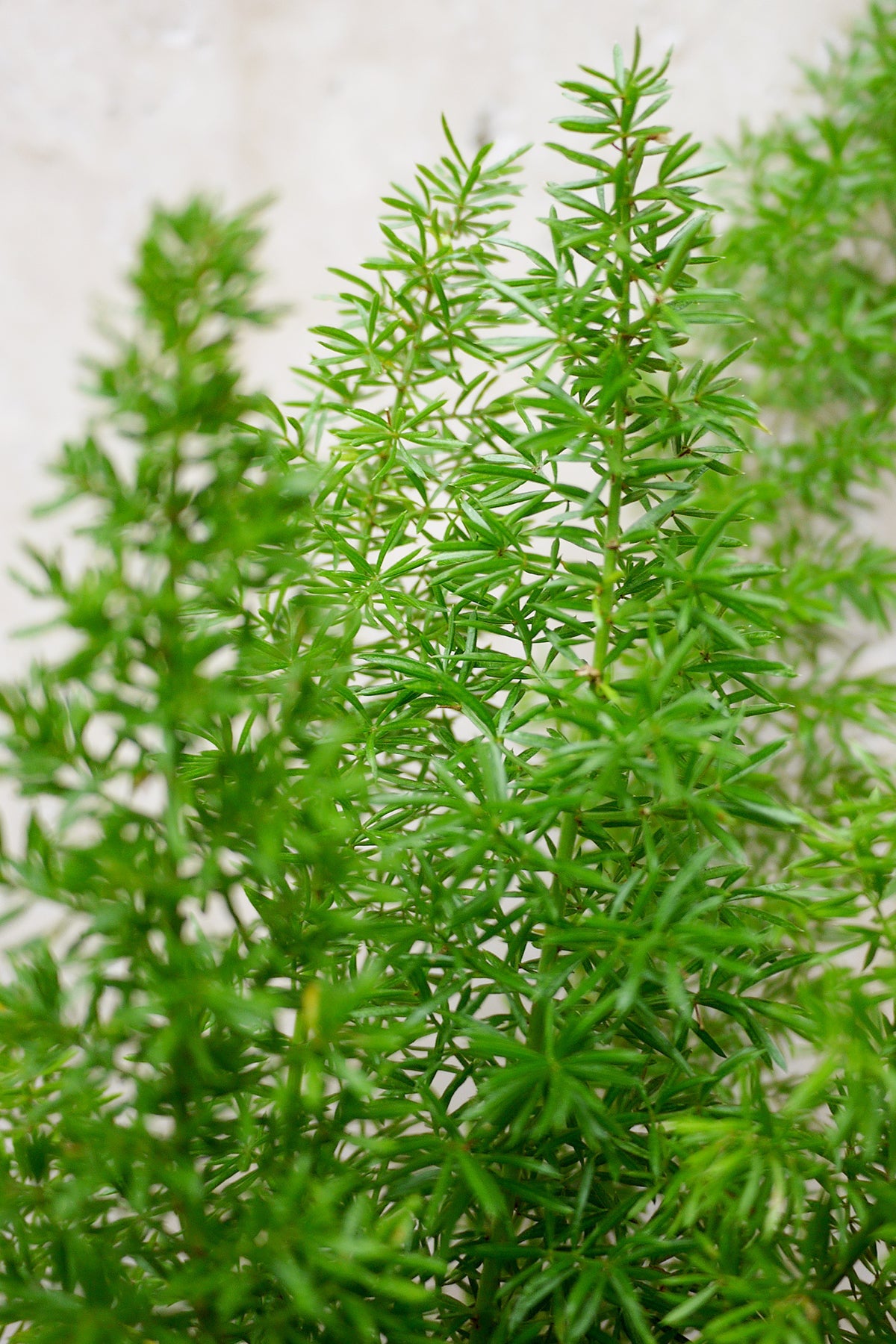 Close-up of a green asparagus fern plant against a light background ©Sprout Home