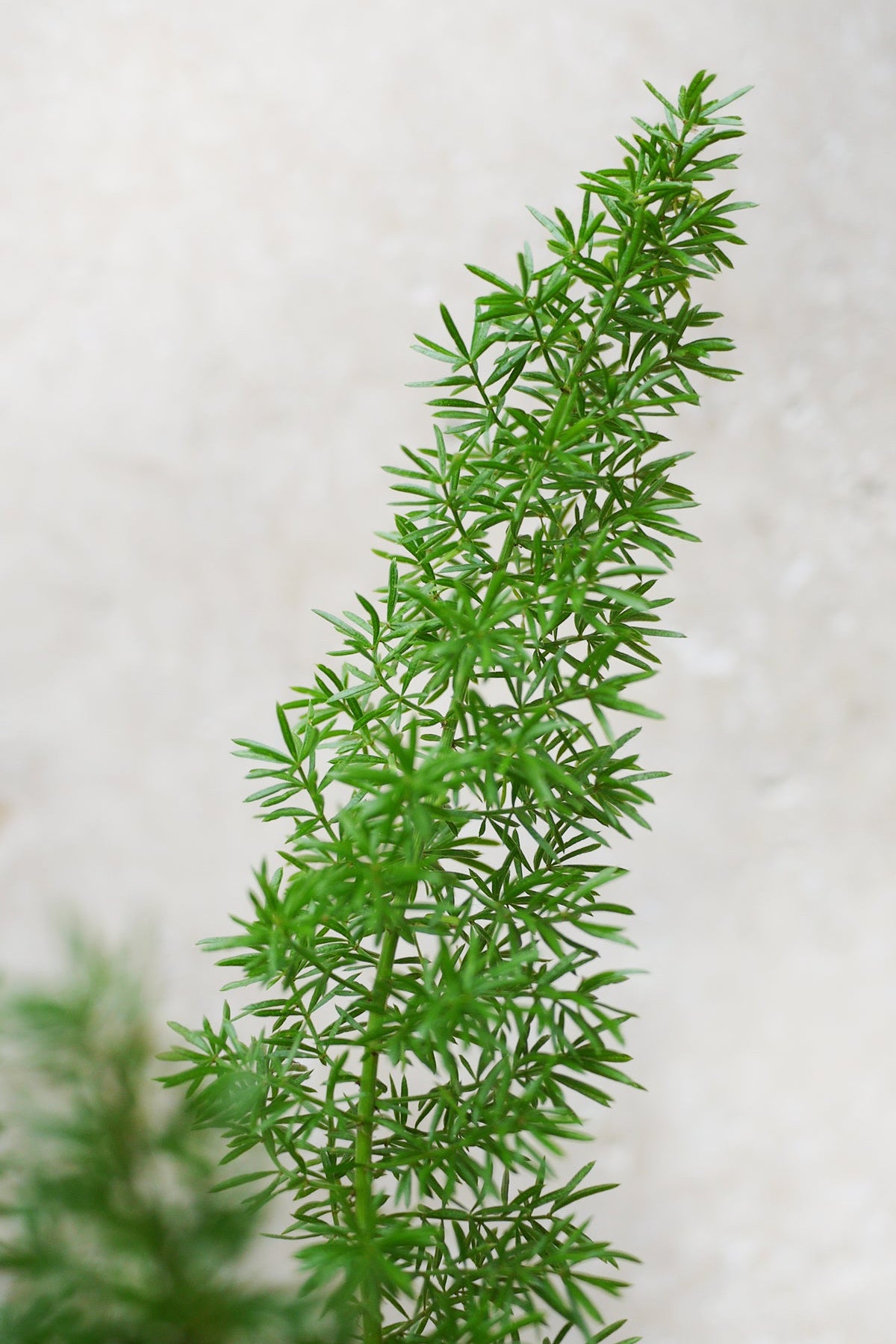 Green asparagus fern plant on a light gray background ©Sprout Home
