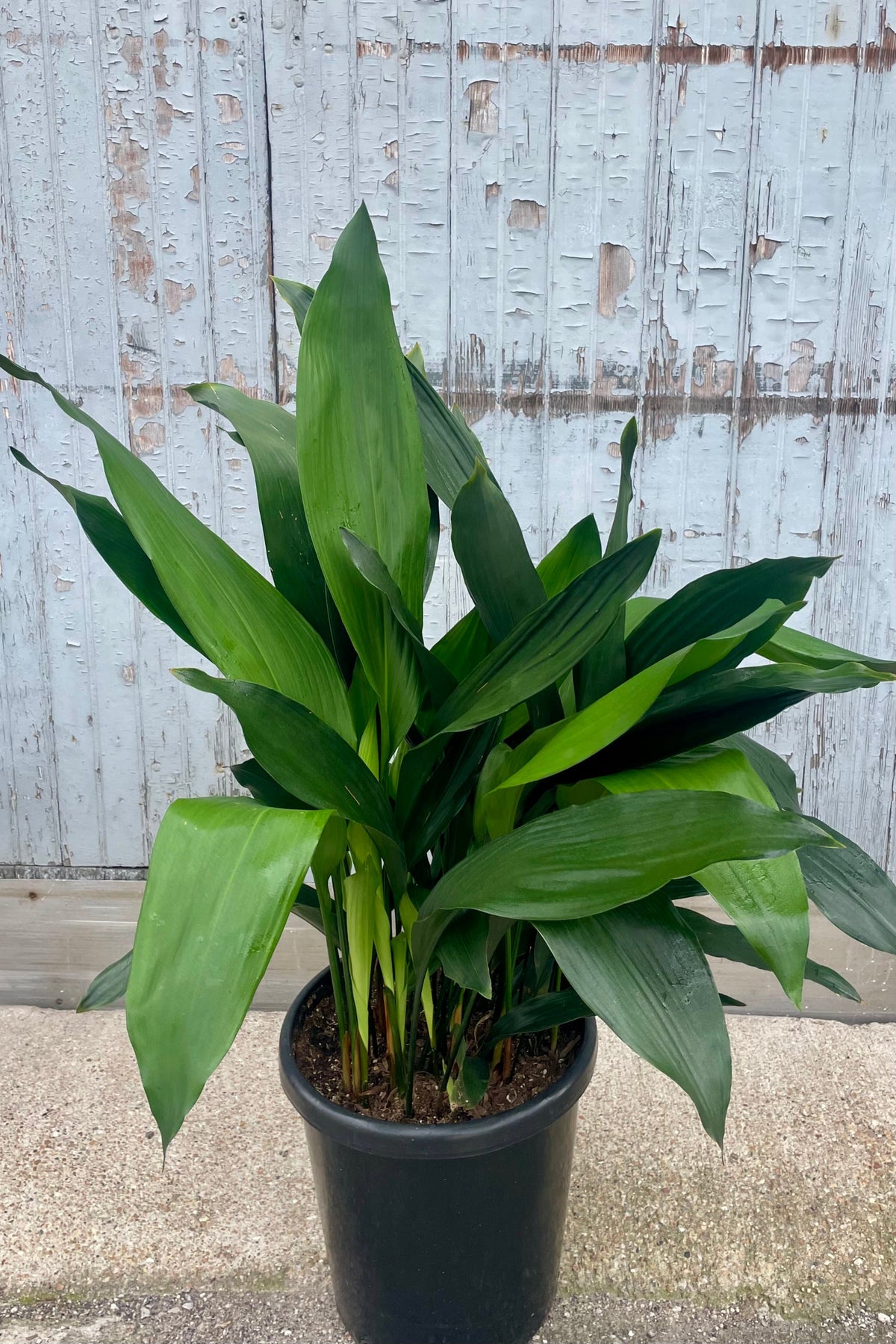 A lush green plant in a black pot in front of a wooden wall. Aspidistra "cast iron plant" ©Sprout Home