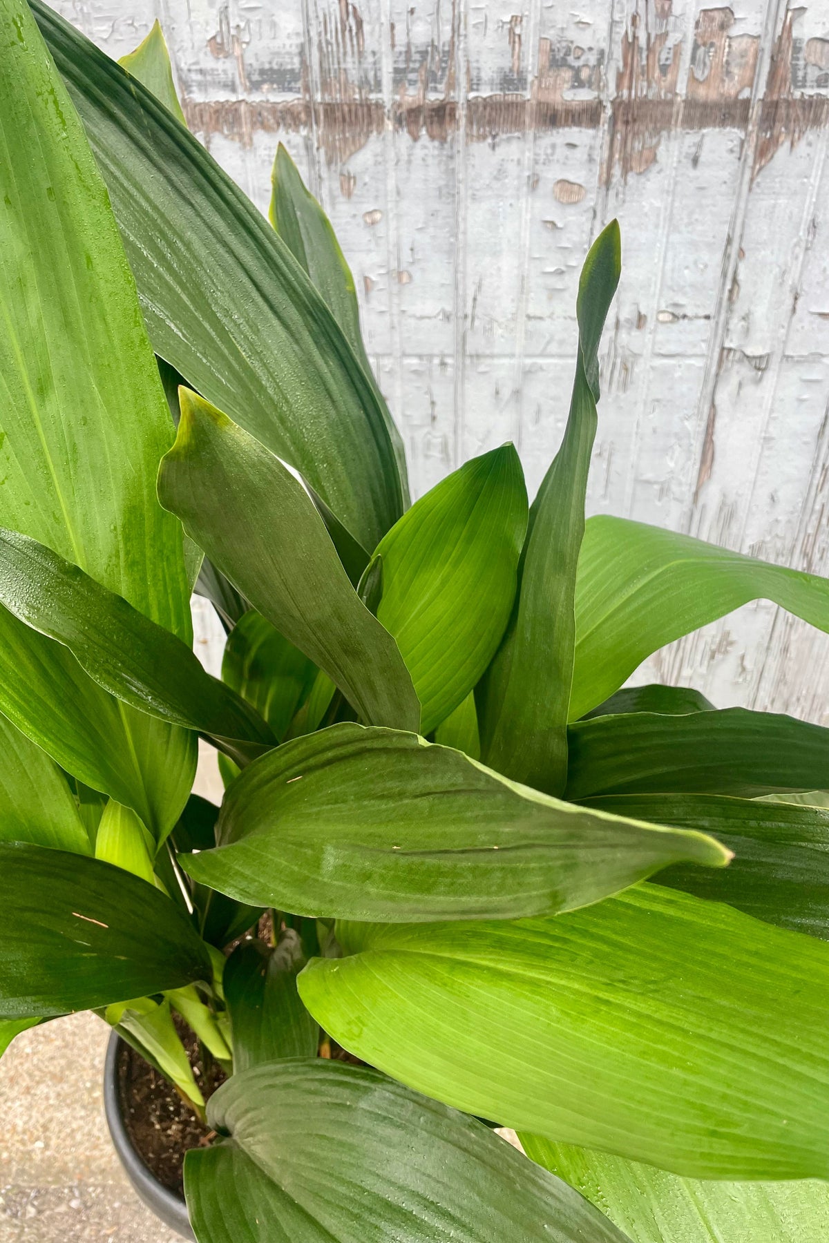Close photo of A lush green plant in a black pot in front of a wooden wall. Aspidistra "cast iron plant" ©Sprout Home