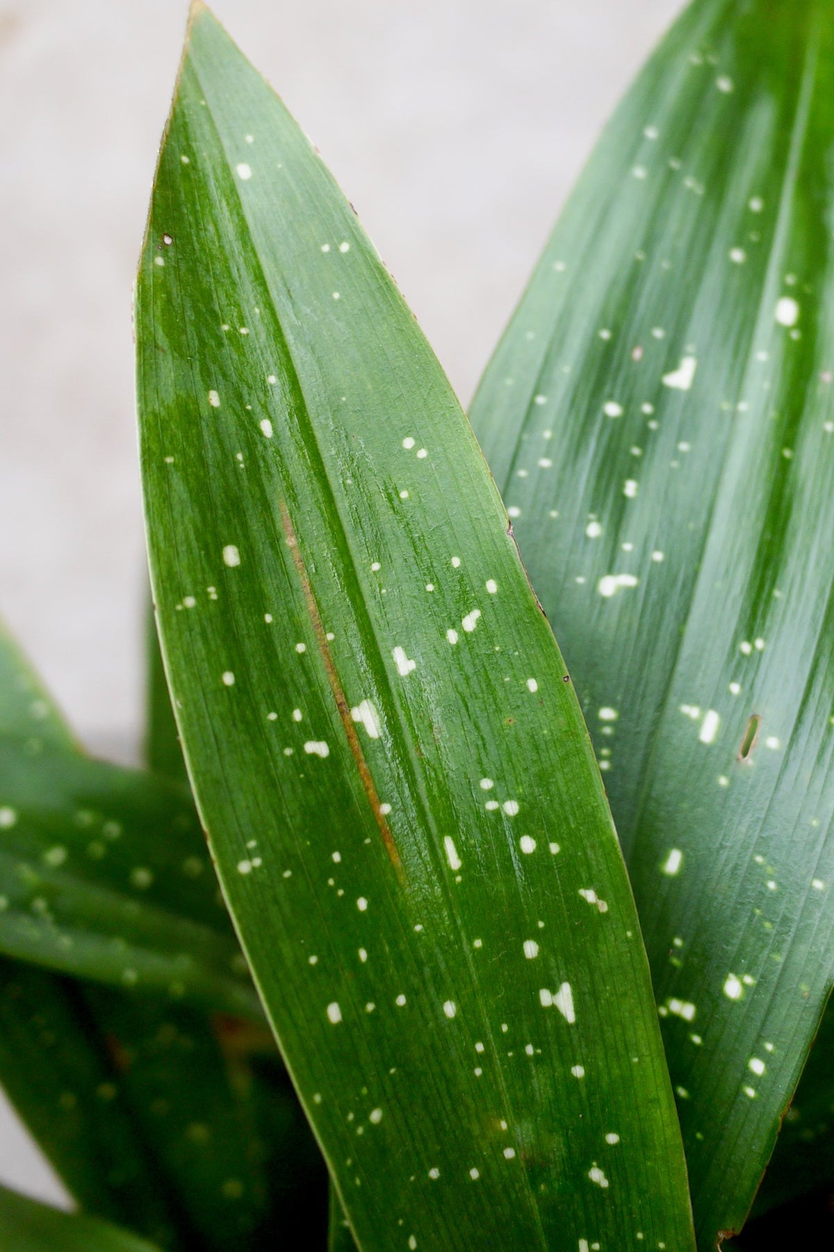 Close-up of Aspidistra elatior 'Milky Way' green leaves with white spots on a light background ©Sprout Home