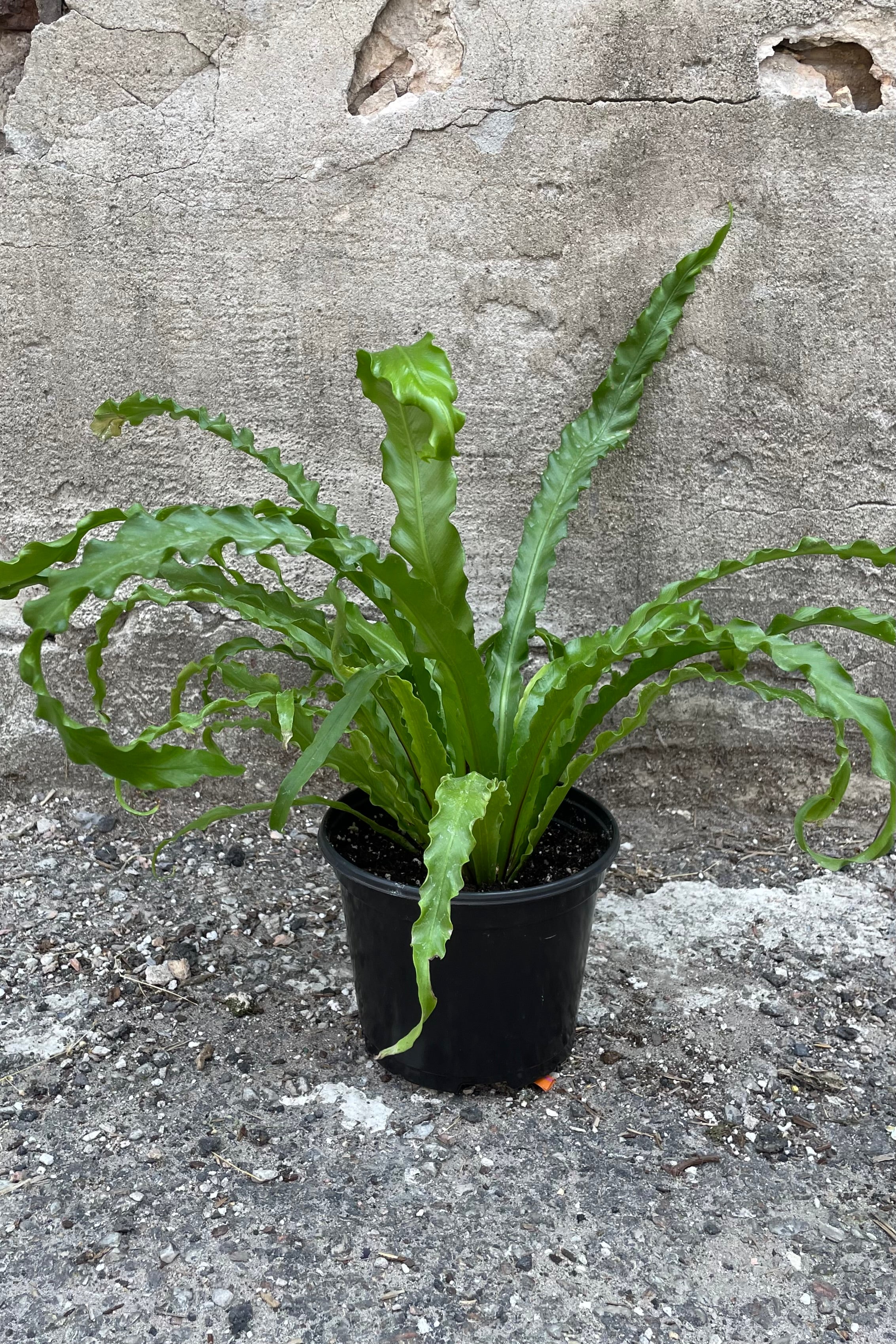 Asplenium 'Victoria' in a 6" growers pot in front of a concrete wall showing off its slender green leaves with curly edges.