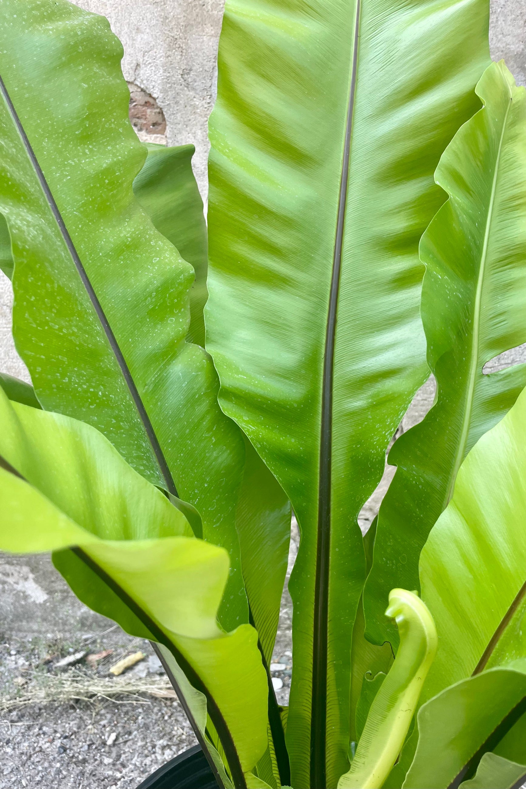 Close photo of green leaves and black veins of Asplenium nidus Bird's nest fern leaves. ©Sprout Home