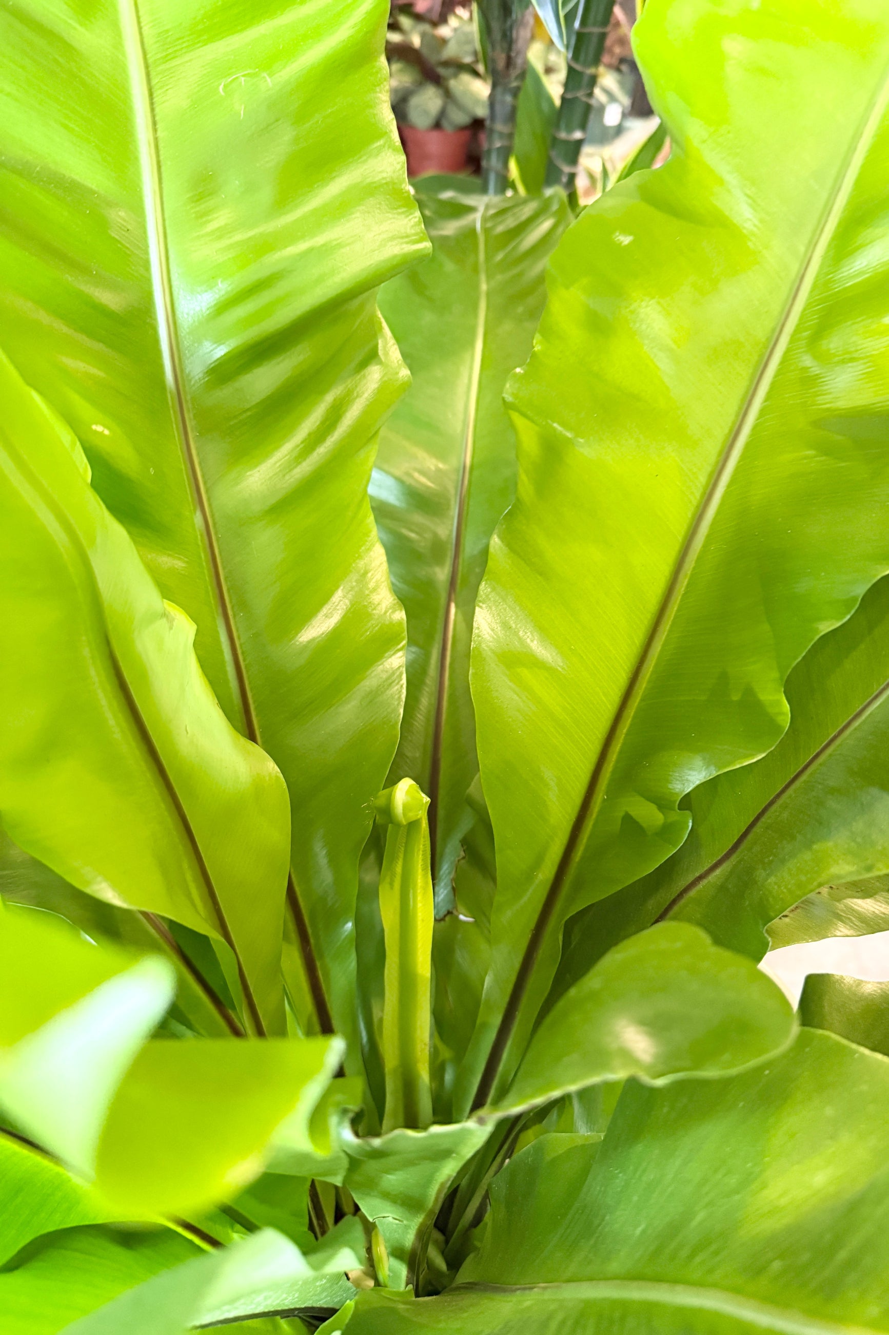 Large green leaves of a bird of paradise plant ©Sprout Home