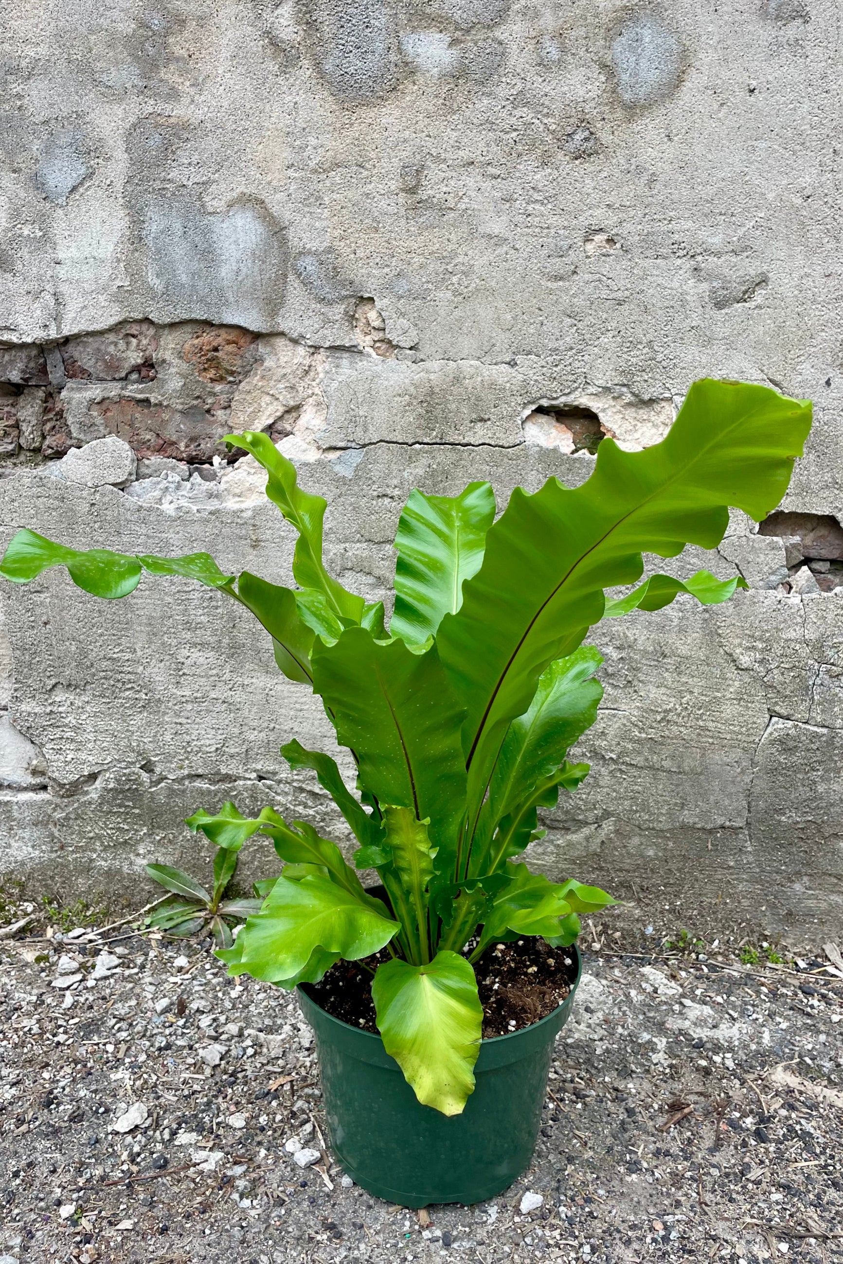 Photo of a green fern in a green pot against a cement wall. The fern is an Asplenium nidue or "bird's nest" fern and the long broad leaves have a black middle vein and grow from a central rosette. ©Sprout Home