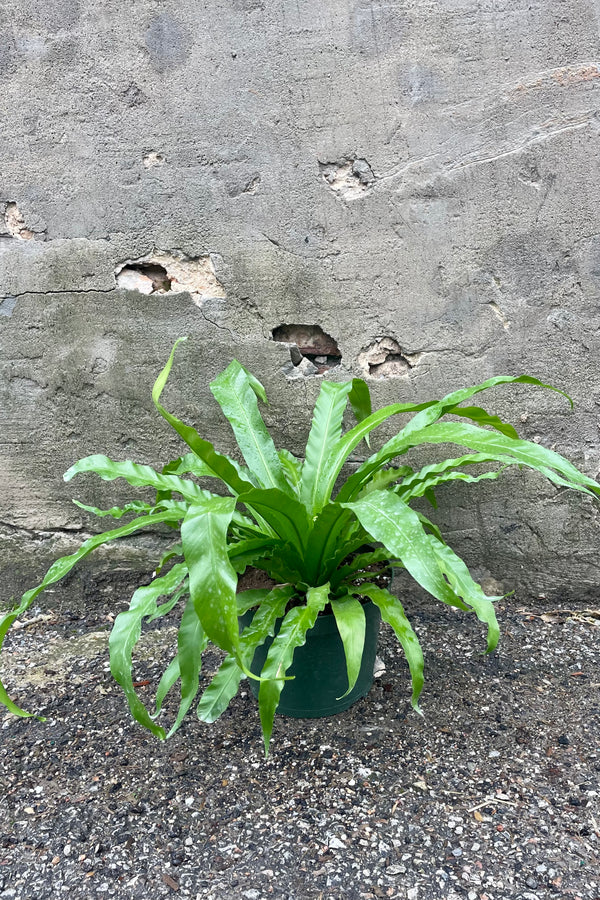 Photo of the green sword-like leaves of Asplenium nidus 'Japanese' in a green pot against a cement wall.