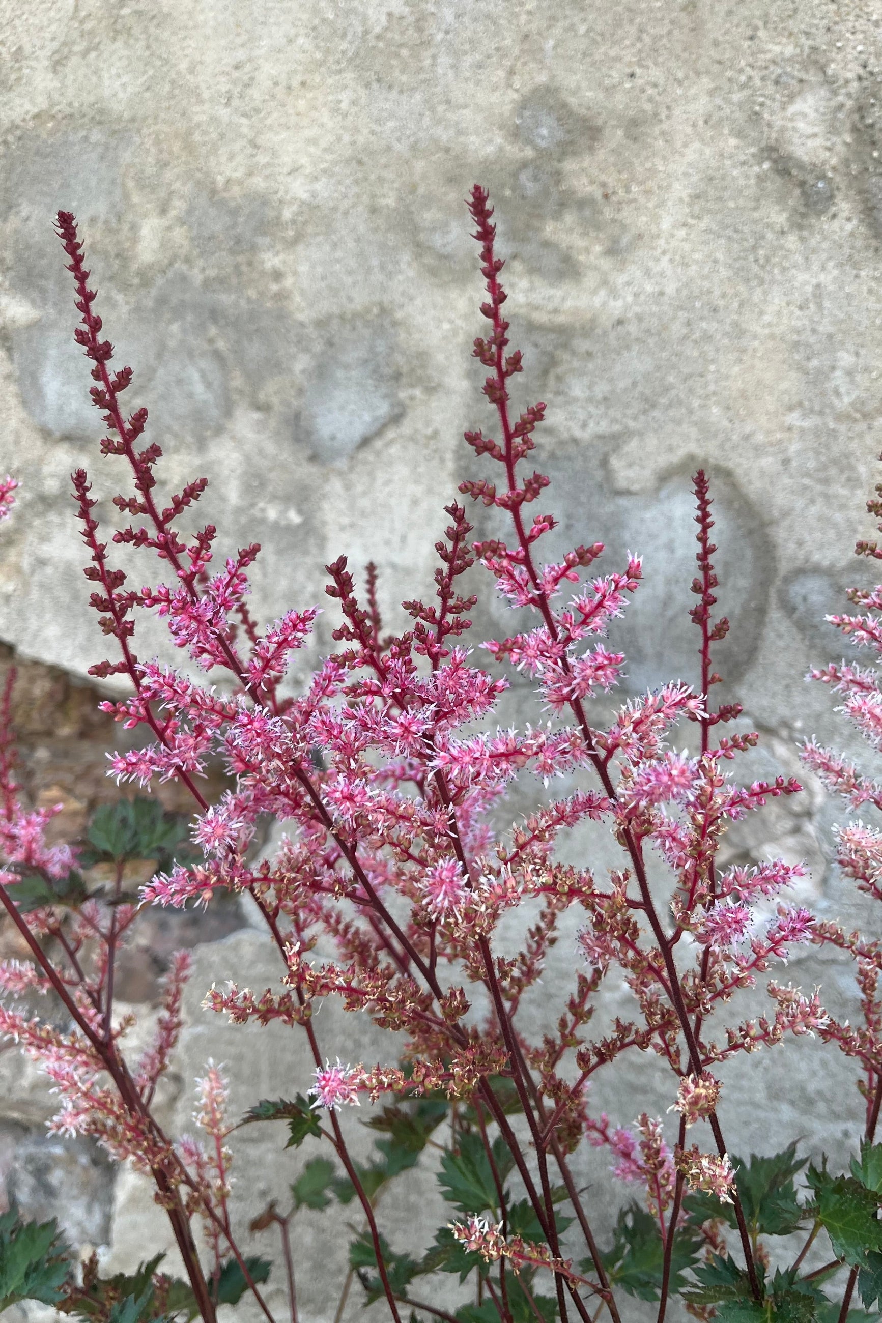 Detail image of Astilbe 'Delft Lace'' soft apricot pink flowers ©Sprout Home