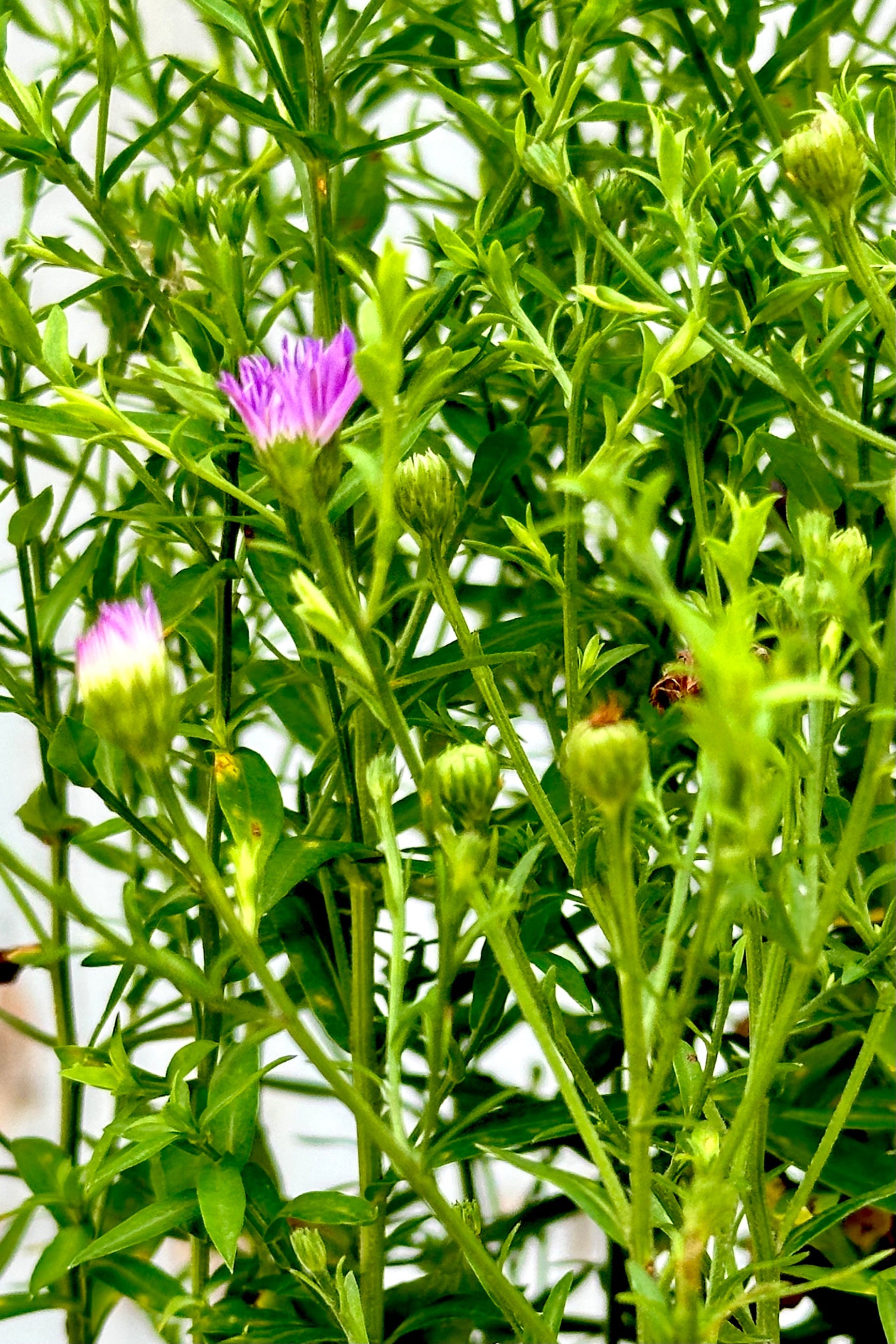 Aster 'Wood's Purple' in bud stage up close with purple flowers starting to open Mid July ©Sprout Home
