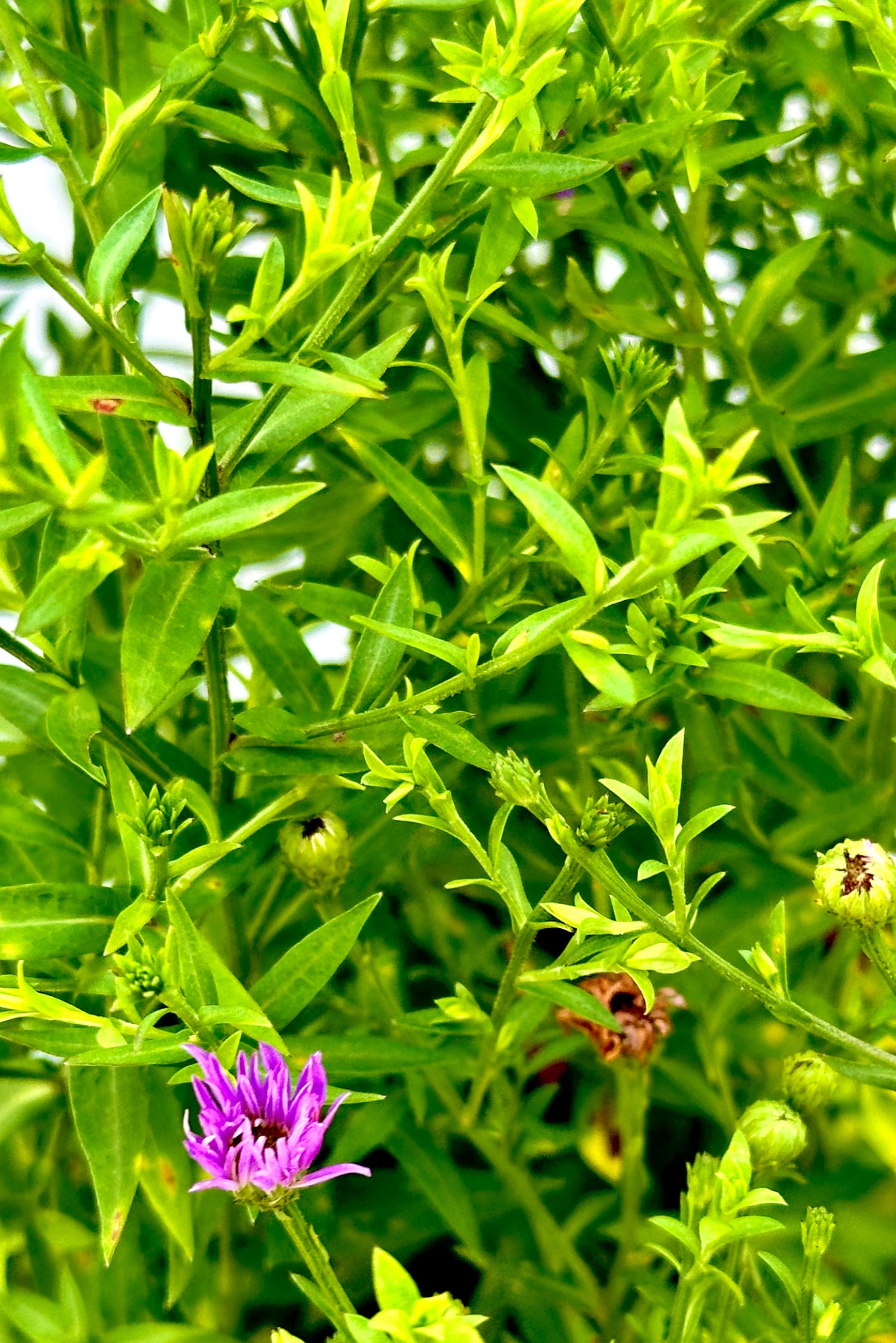 Aster 'Wood's Purple' in bud stage about to bloom in mid July. ©Sprout Home