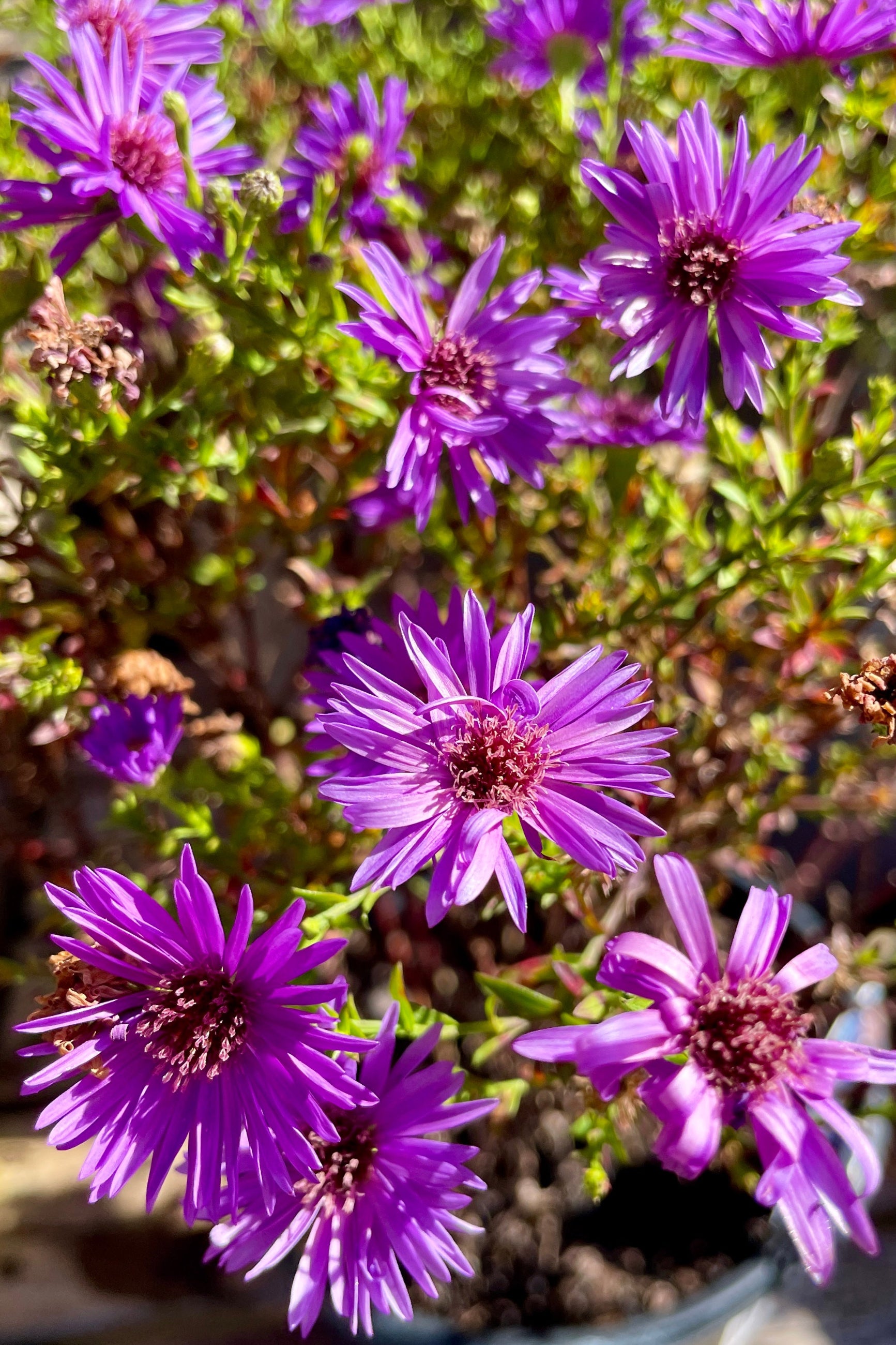 Detail image of the purple open blooms the middle of October of the Aster 'Deep Wood's Purple' ©Sprout Home