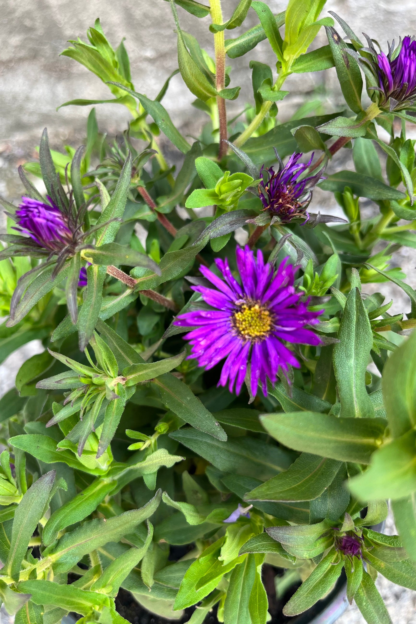Detail picture of the purple bloom with yellow center flower of Aster 'Purple Dome' the middle of July. ©Sprout Home