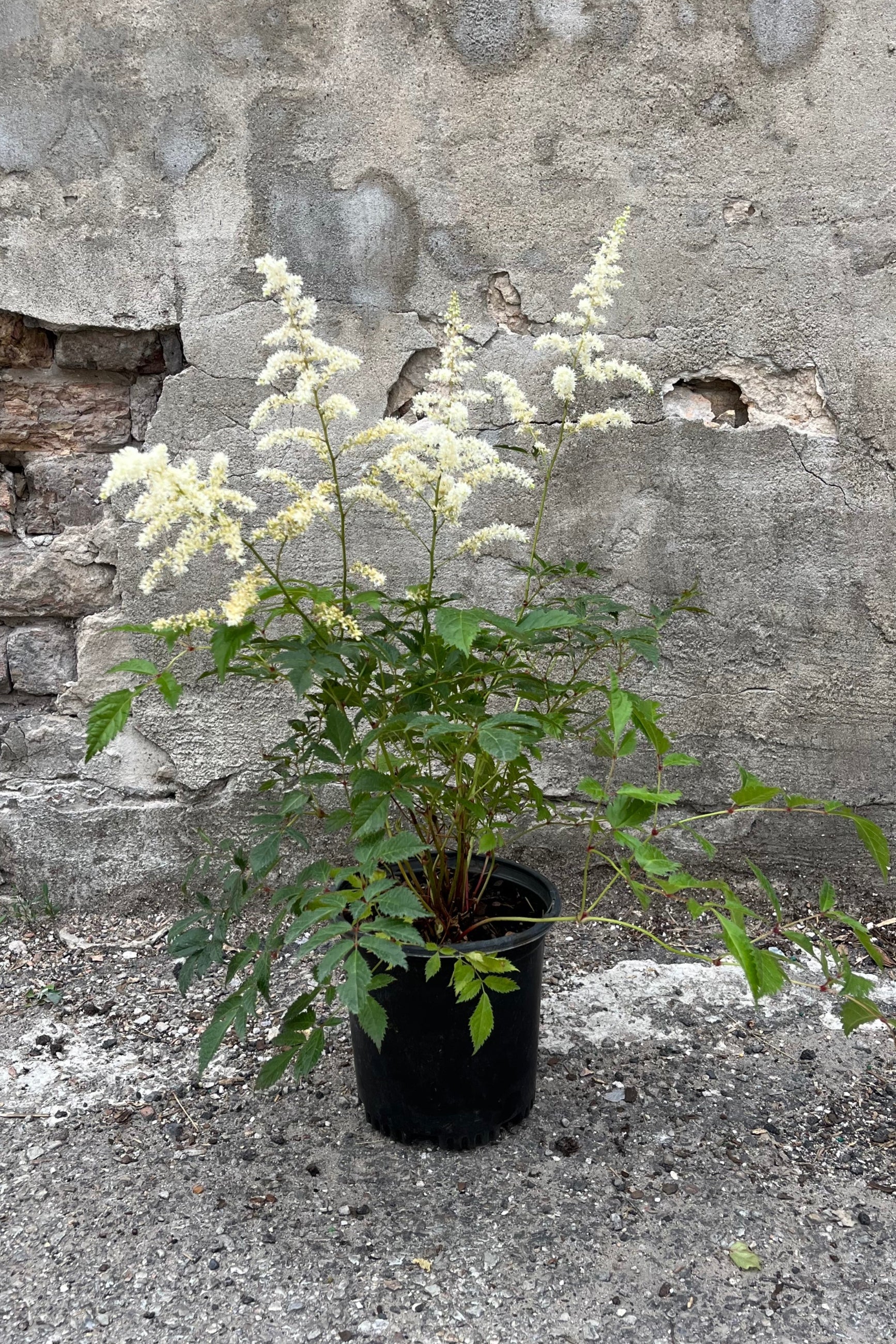 Astilbe 'Bridal Veil' in a #1 growers pot blooming with tufts of white flowers the very beginning of July. ©Sprout Home