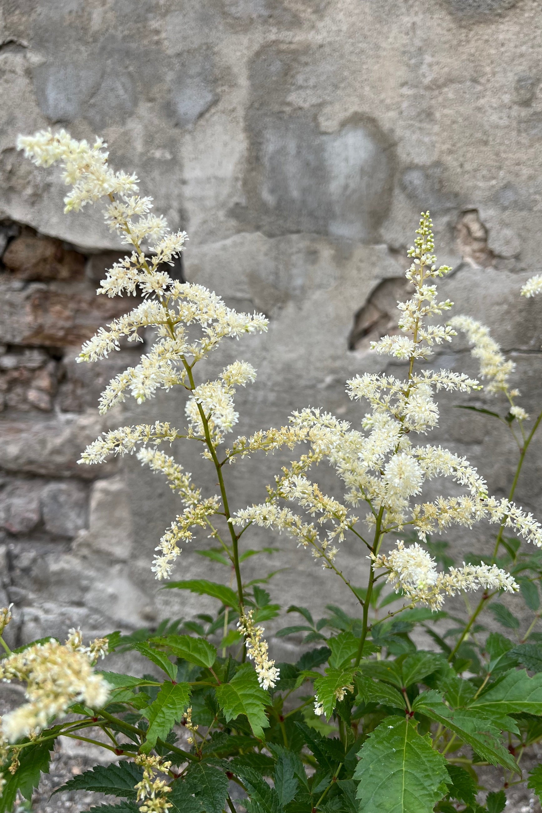 The fluffy looking white blooms of the Astilbe 'Bridal Veil' the very beginning of July. ©Sprout Home