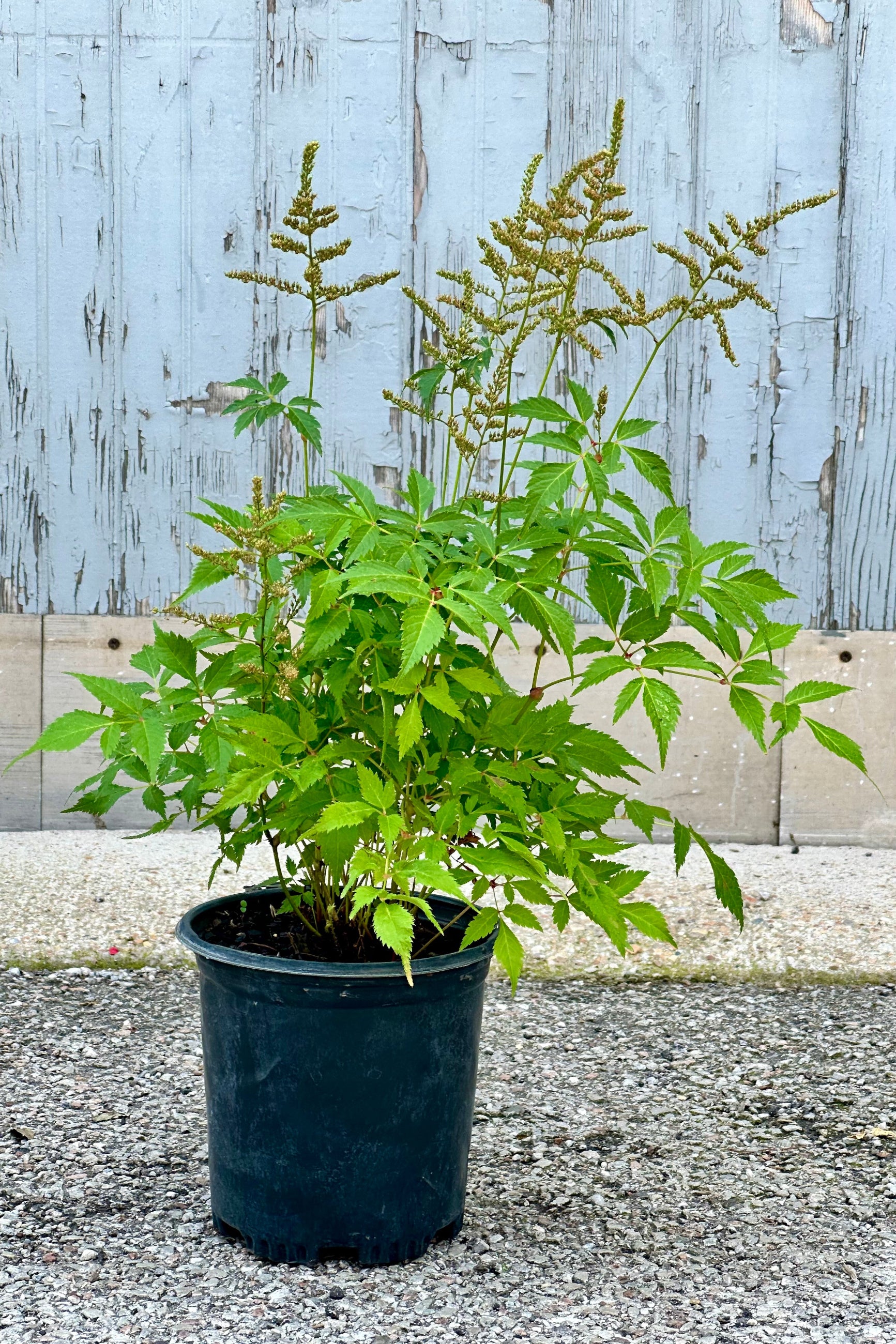 Astilbe 'Deutschland' after the white petals fall off post bloom, middle of July in a #1 growers pot.©Sprout Home