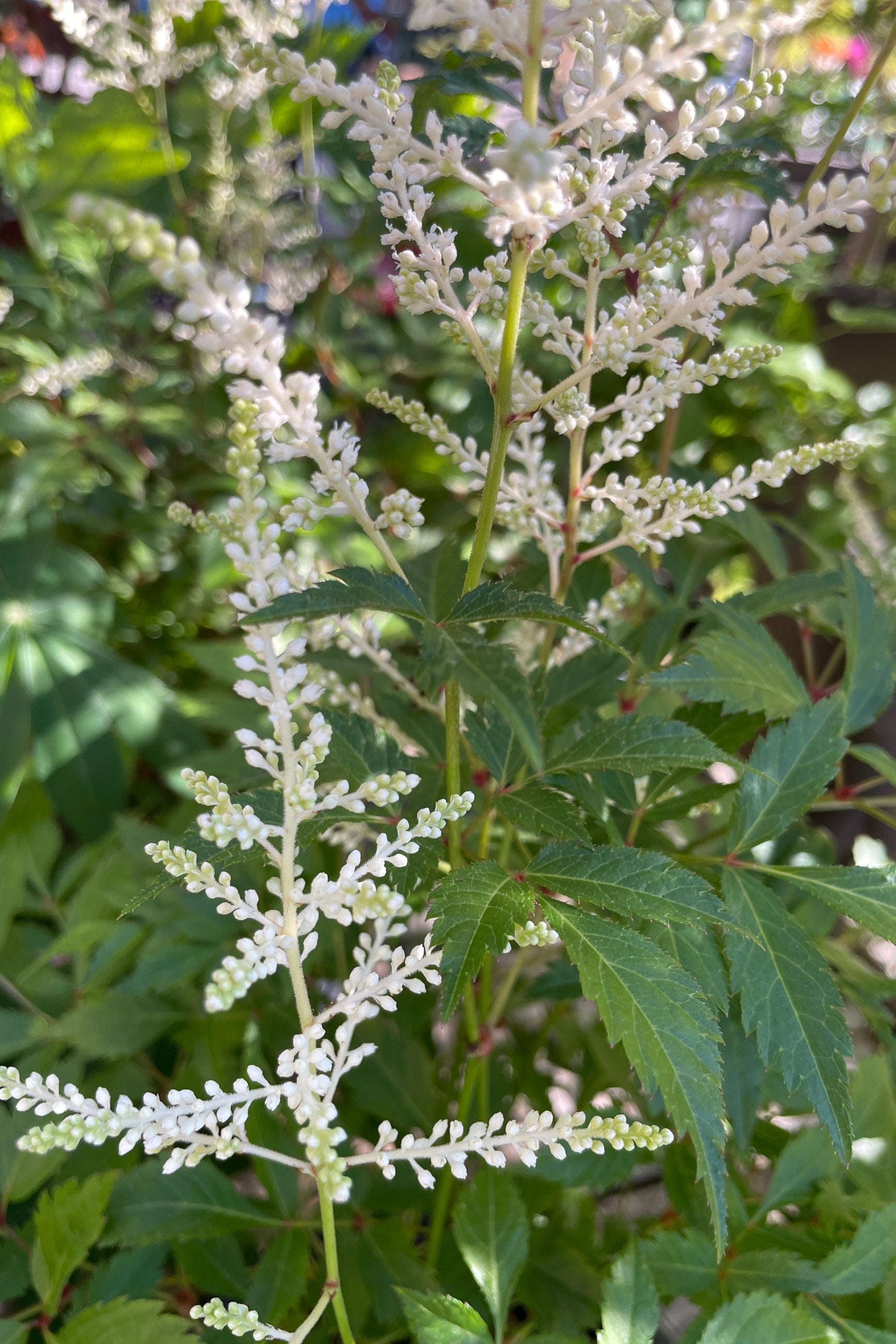 Detail of the white bud and bloom of Astilbe j. 'Deutschland' the middle/end of May at Sprout Home. ©Sprout Home