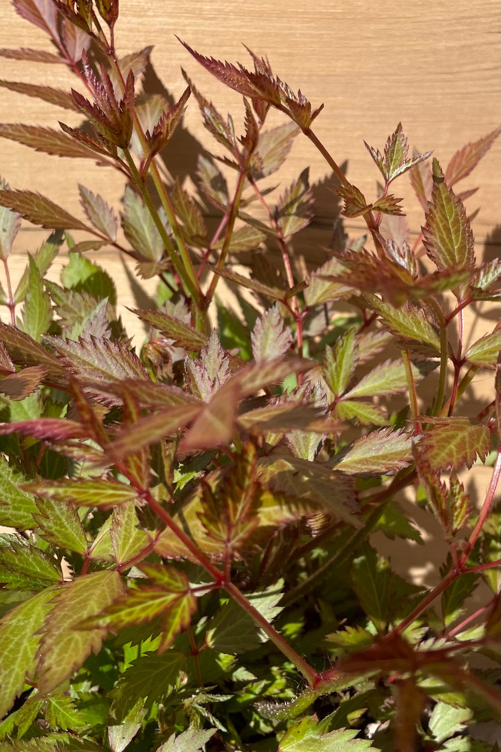 Astilbe 'Peach Blossom' showing the serrated green with burgundy leaves up close the beginning of May. ©Sprout Home