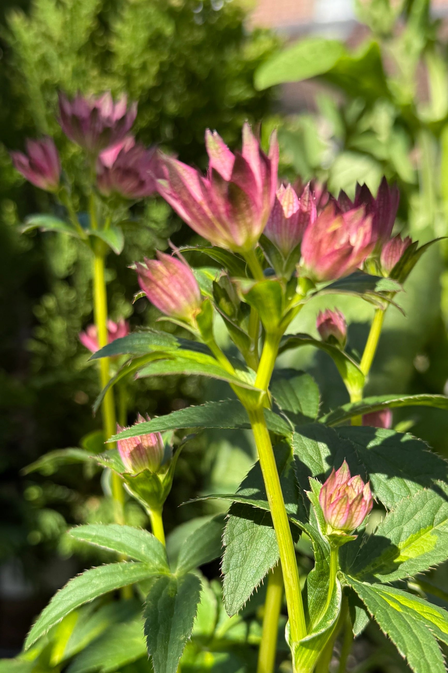 Astrantia m. 'Masterpiece' in bloom the middle of May ©Sprout Home