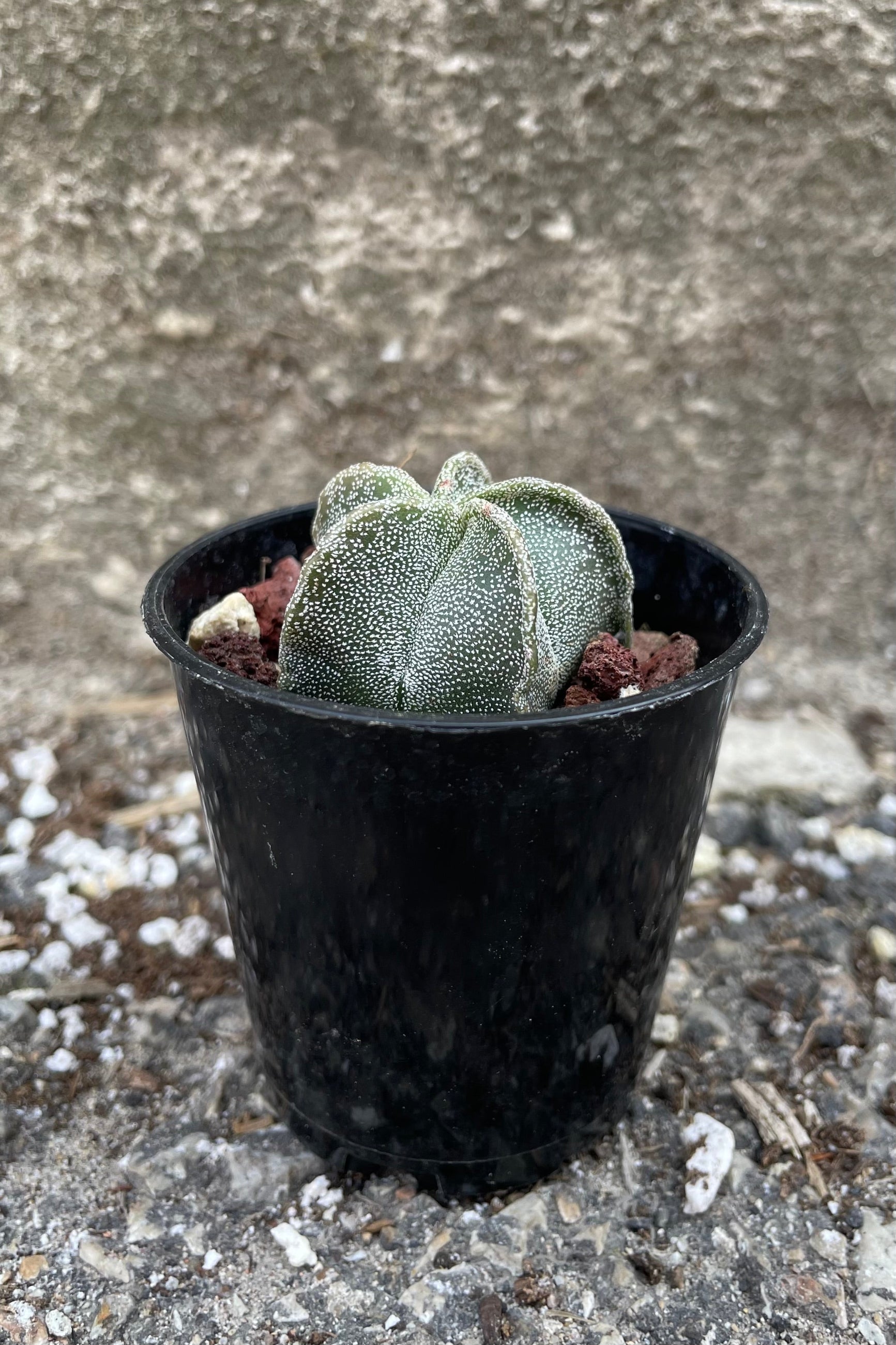 A full view of Astrophytum myriostigma "Bishop Cap" 2" in grow pot against concrete backdrop ©Sprout Home