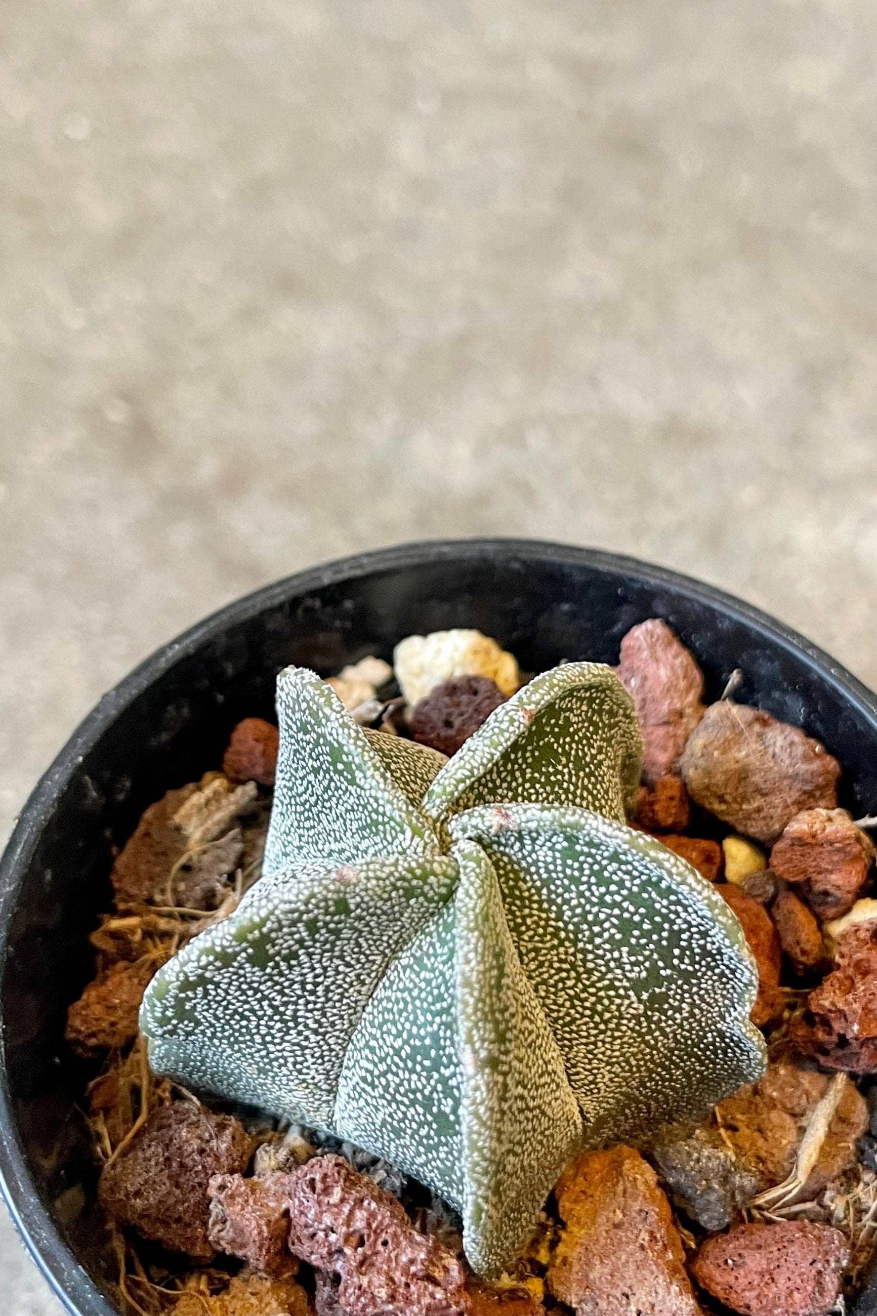 An overhead detailed view of Astrophytum myriostigma "Bishop Cap" 2" against concrete backdrop ©Sprout Home