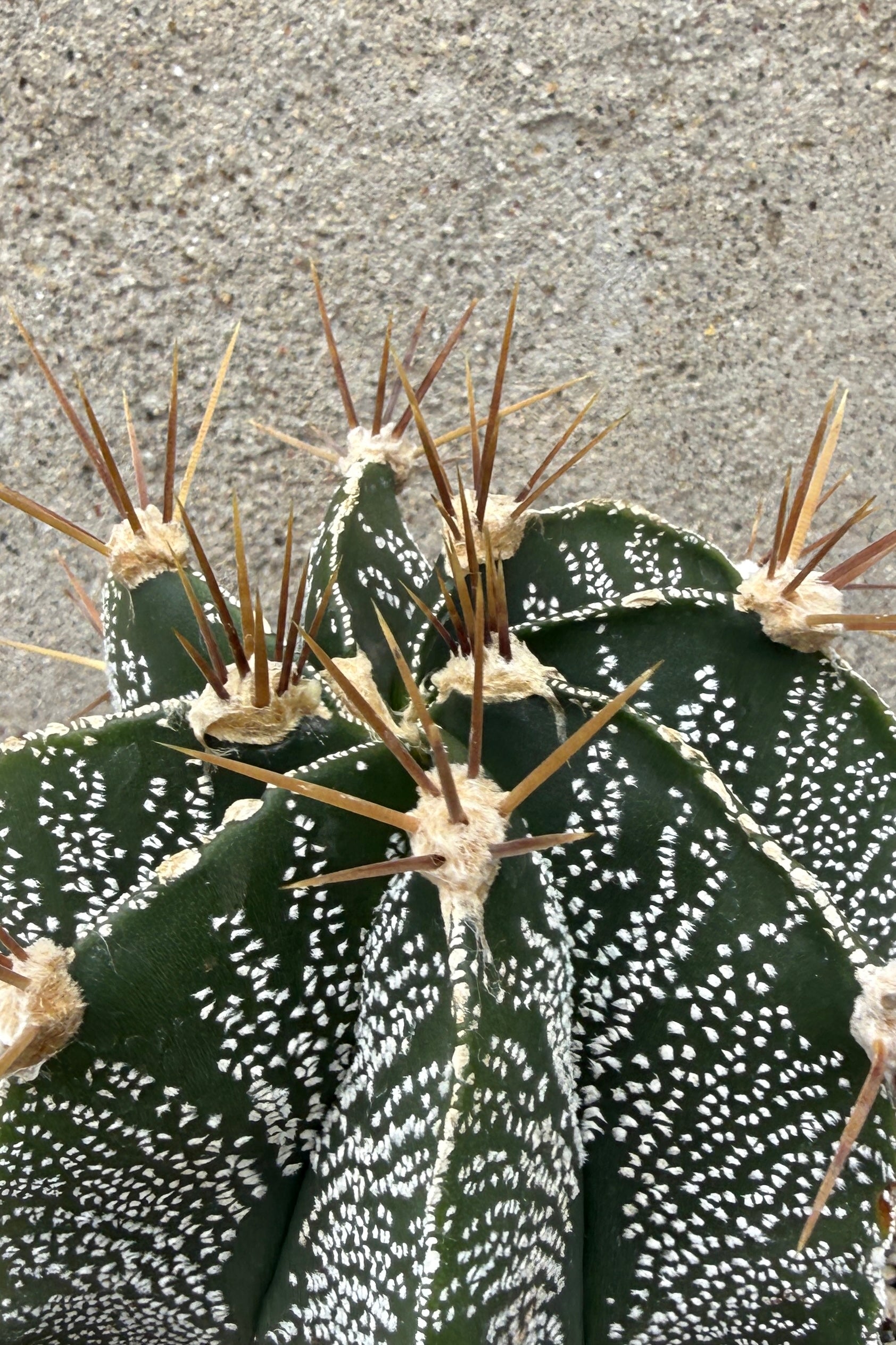 Close-up of a Astrophytum ornatum var. mirabelli cactus with white spots on a textured surface ©Sprout Home