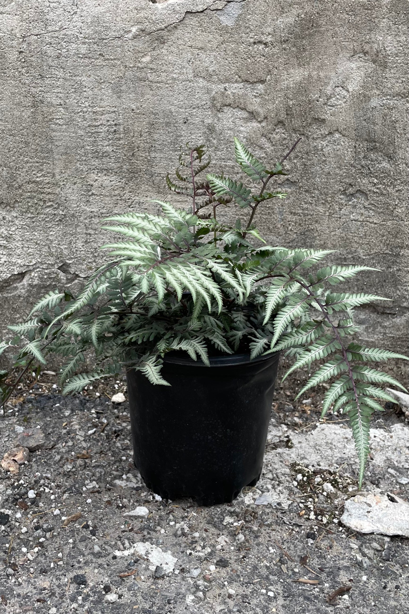 Athyrium 'Godzilla' in a #1 growers pot mid June showing its green and white fronds with red stems. ©Sprout Home