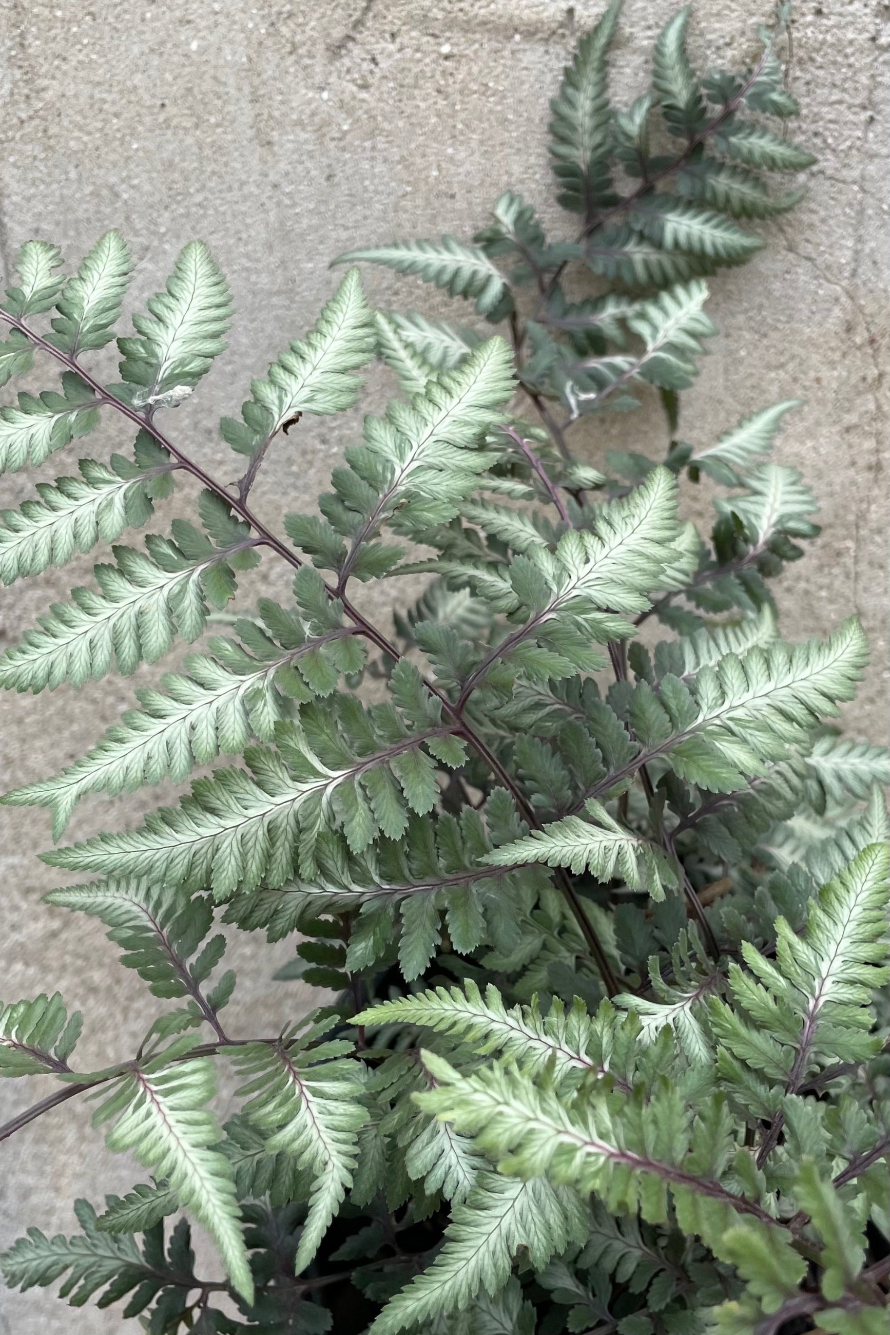 A detail picture of the green and white leaves and red stems of the Athyrium 'Godzilla' mid June. ©Sprout Home
